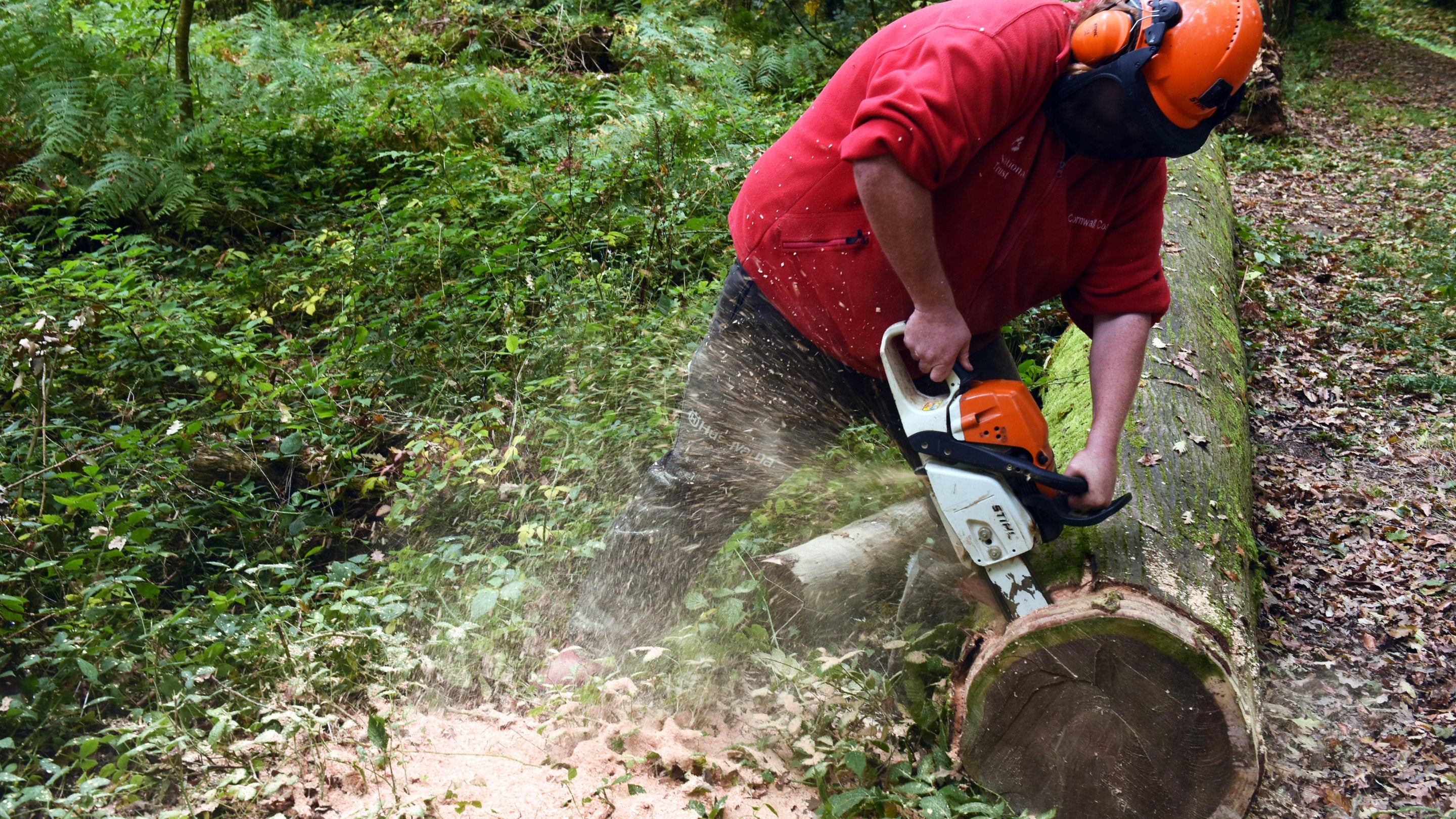 Ranger sawing a fallen tree at Penrose, Cornwall