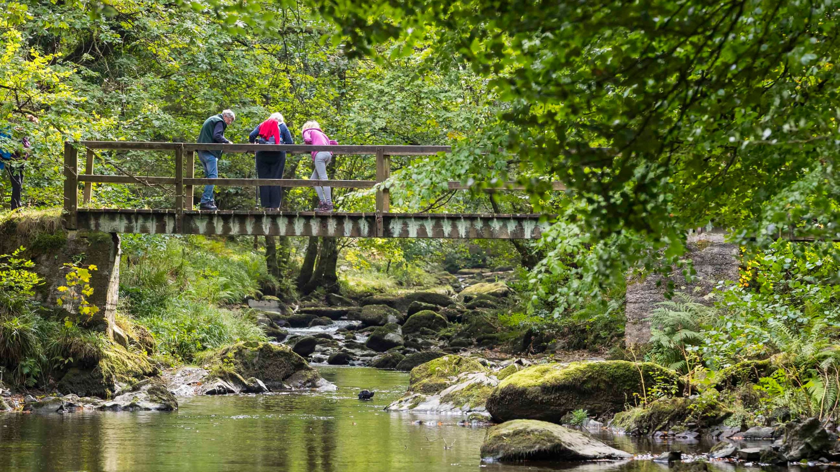 Visitors standing on a bridge over a river in woods, in summer