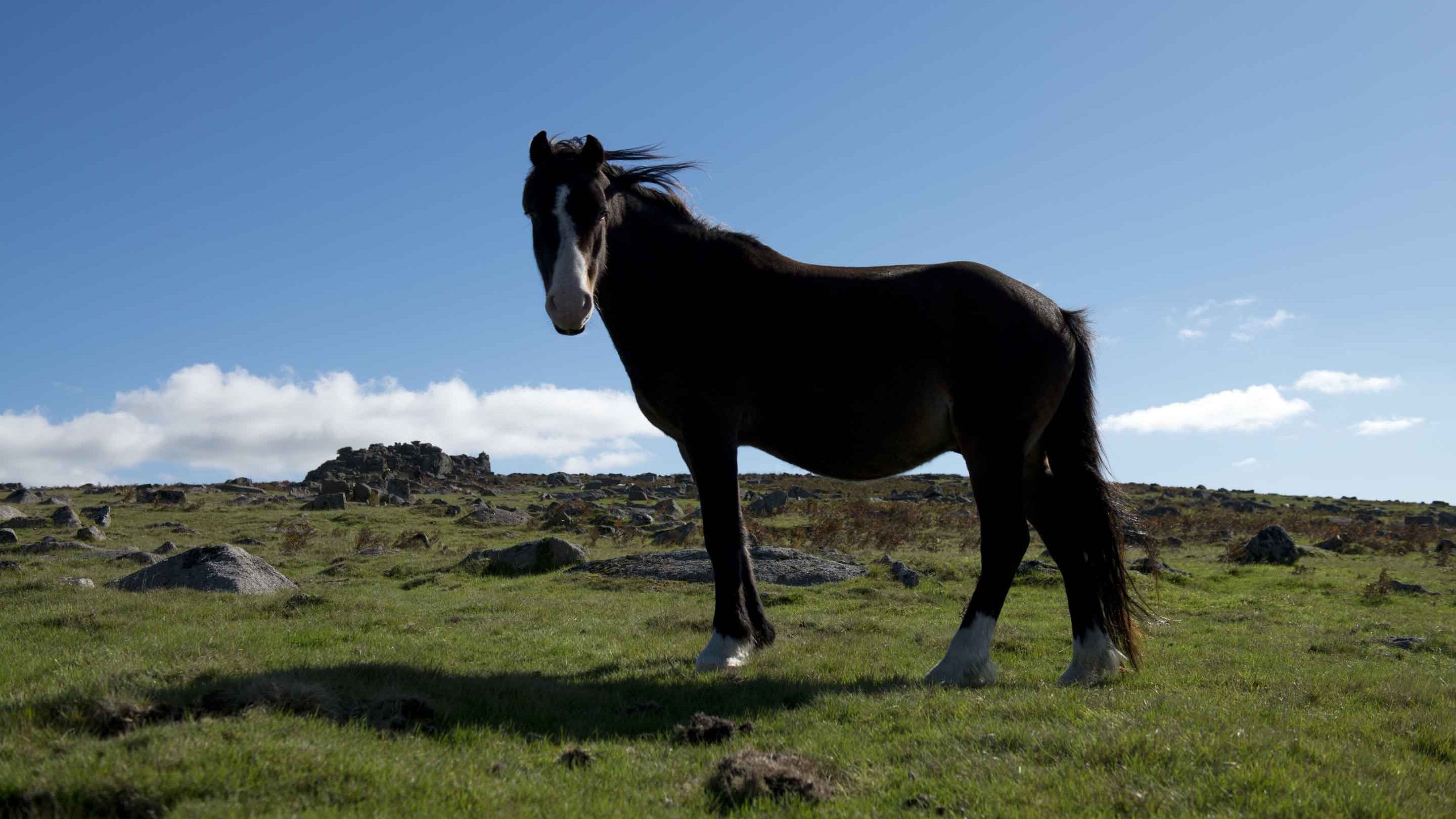 Dartmoor pony on Trowlesworthy Warren, Upper Plym Valley, Devon
