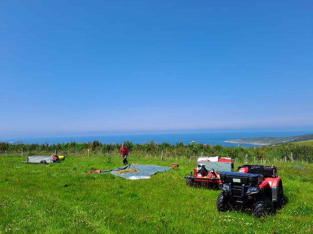 A person gathering seed in the field with views of the coast behind.