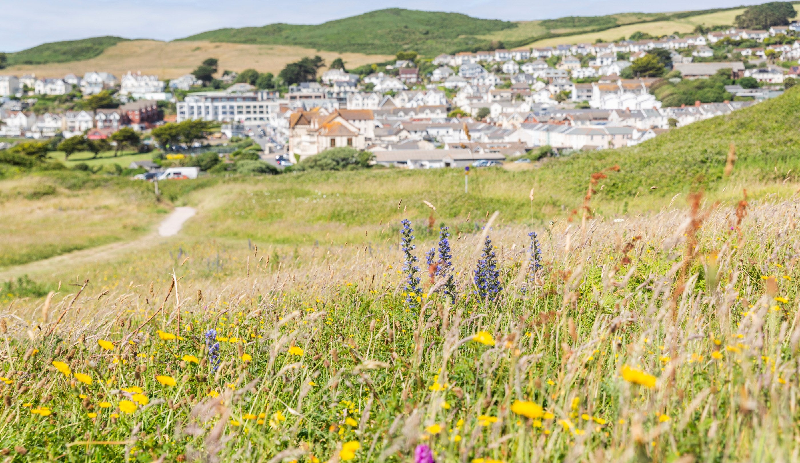 close up of wildflowers with a village in the background.