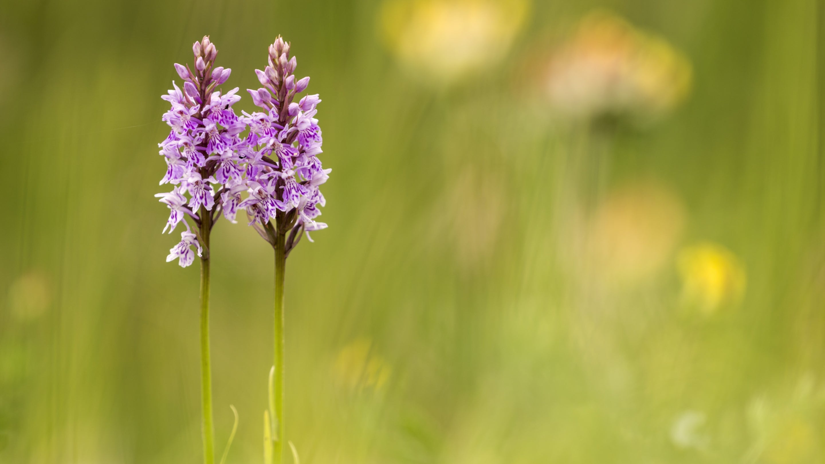 Pink and white flowers on a long stem amid rough grass