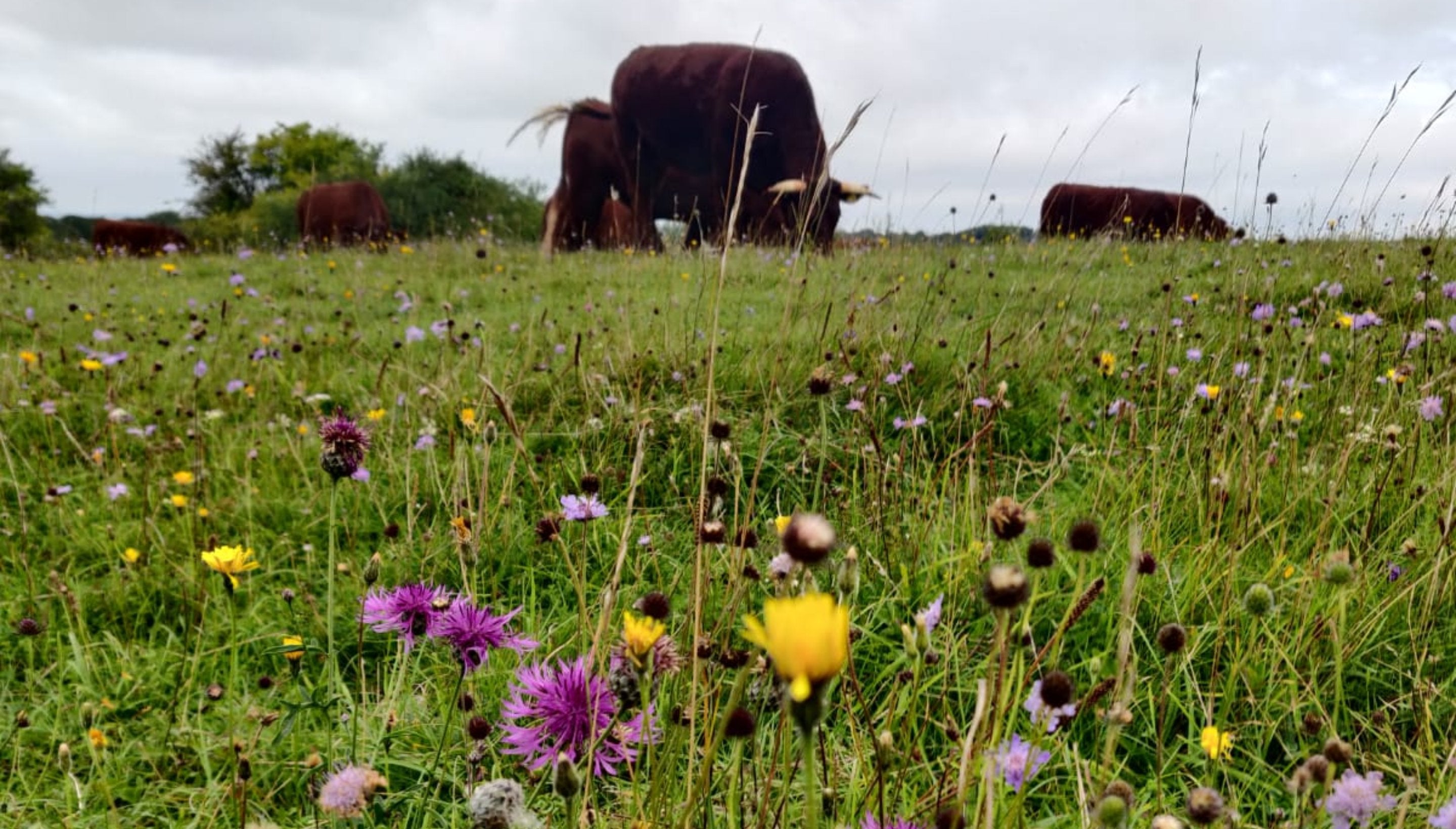 Bright pink and yellow flowers in grassland, with brown cows behind