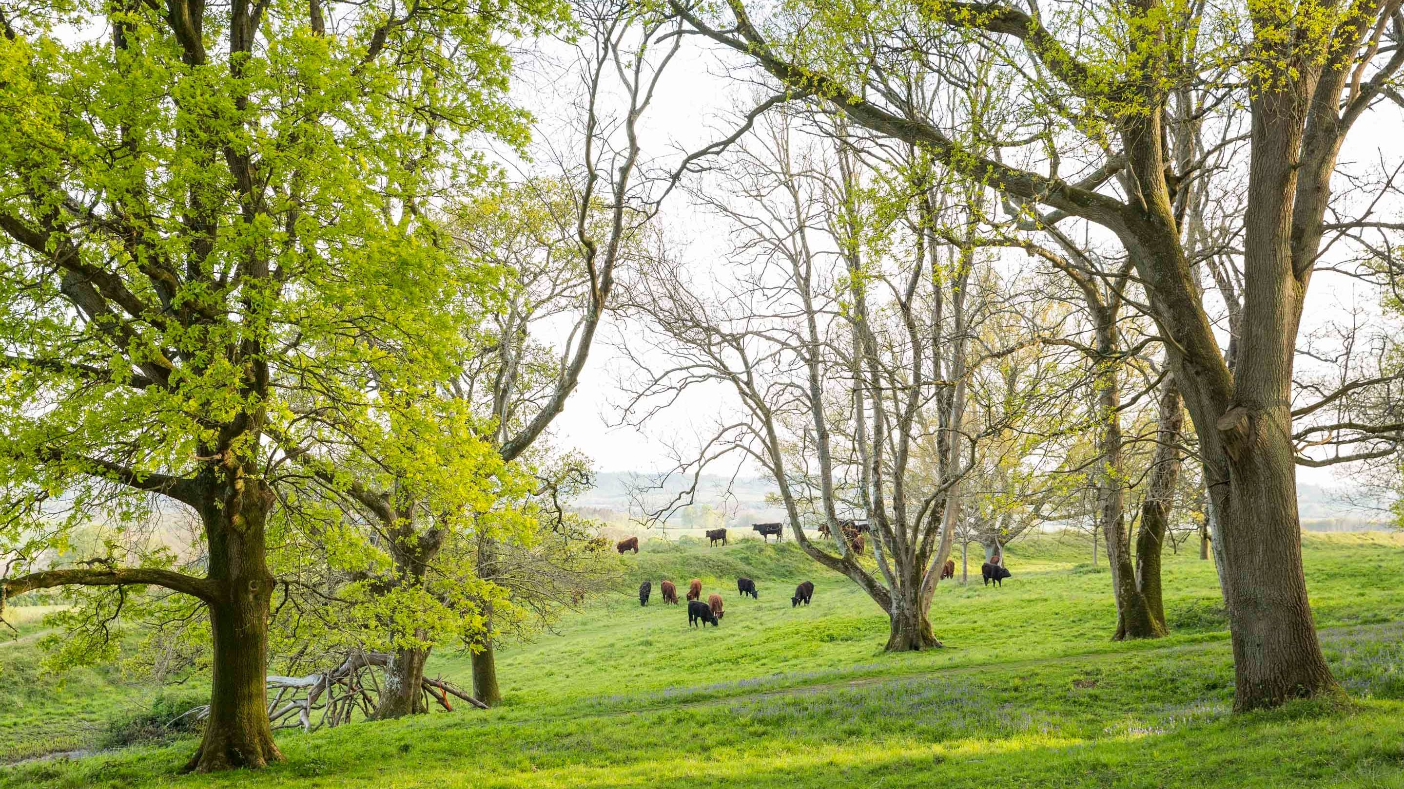 Grazing cattle at Badbury Rings, Dorset