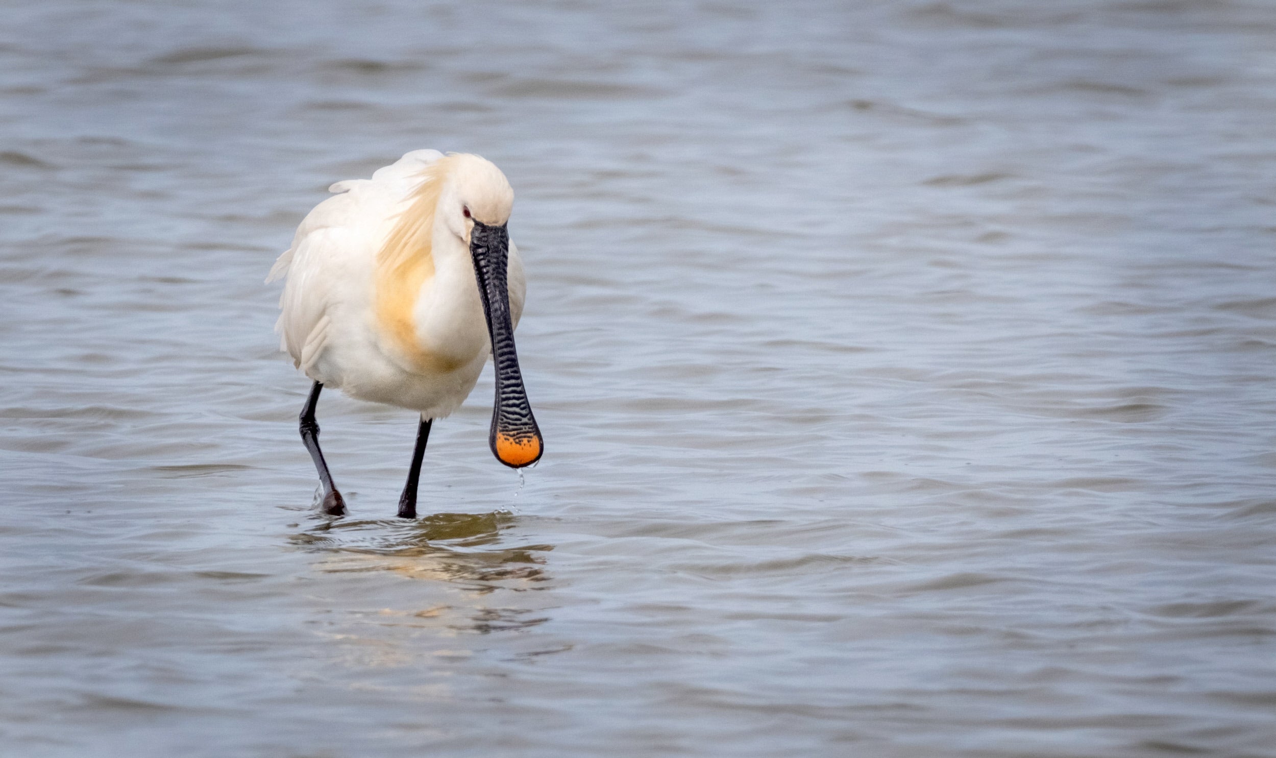 A white spoonbill in water with a long black spoon-shaped bill with a yellow tip and long black legs.
