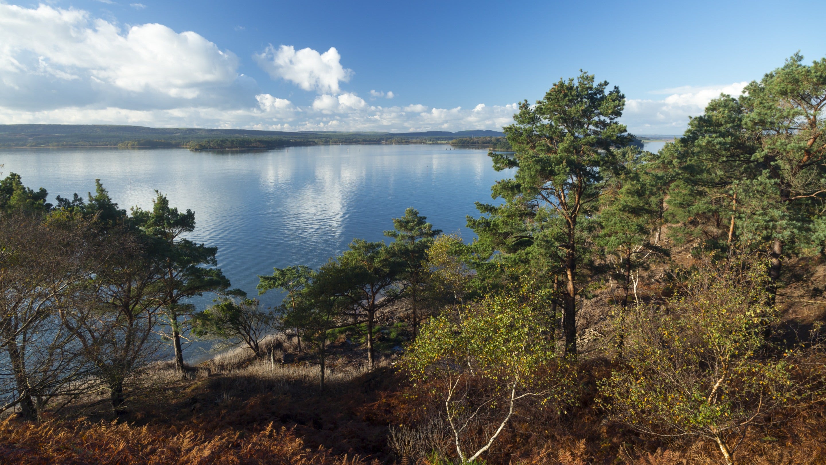 View out from bracken and evergreen trees across still water, with blue sky and white clouds