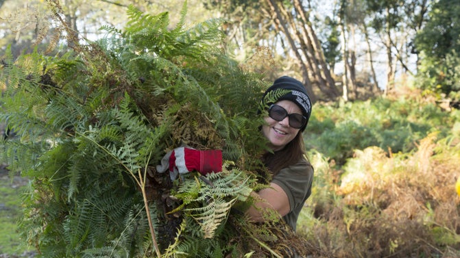 A volunteer wearing red work gloves smiles with an armful of dried bracken