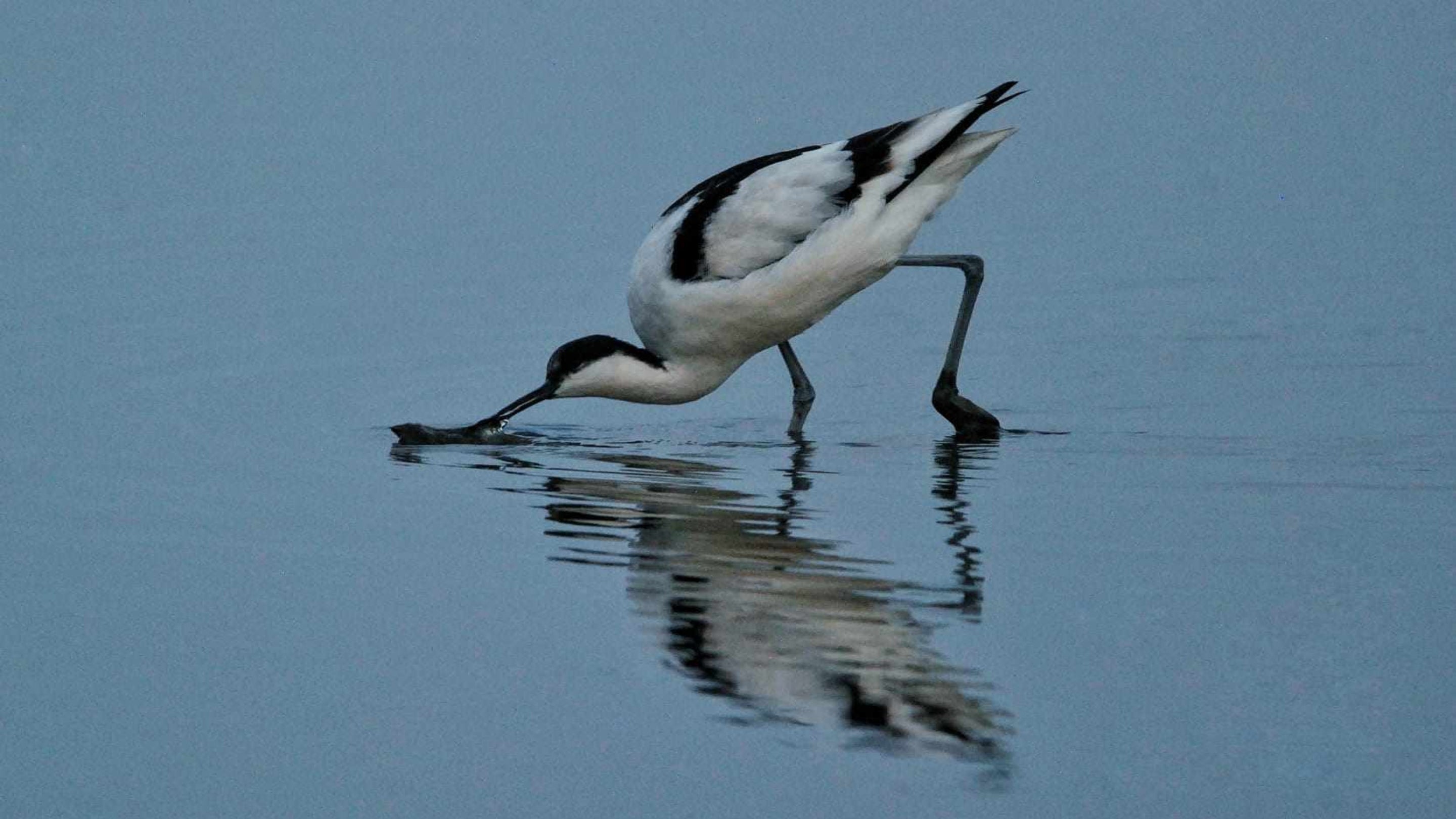 A black and white avocet sifting through mud in Brownsea Lagoon.