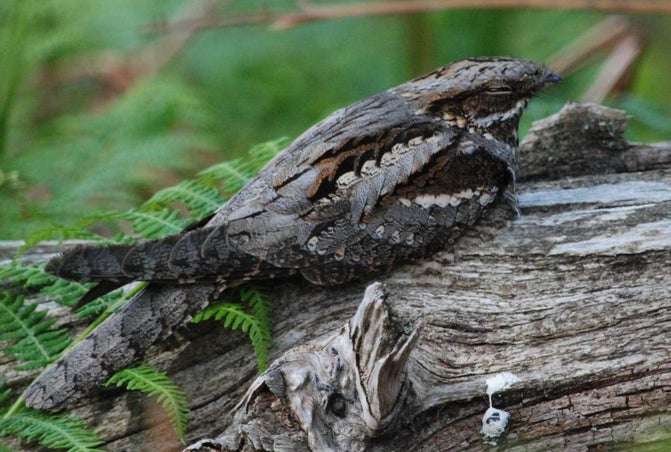 Nightjar sitting on a log