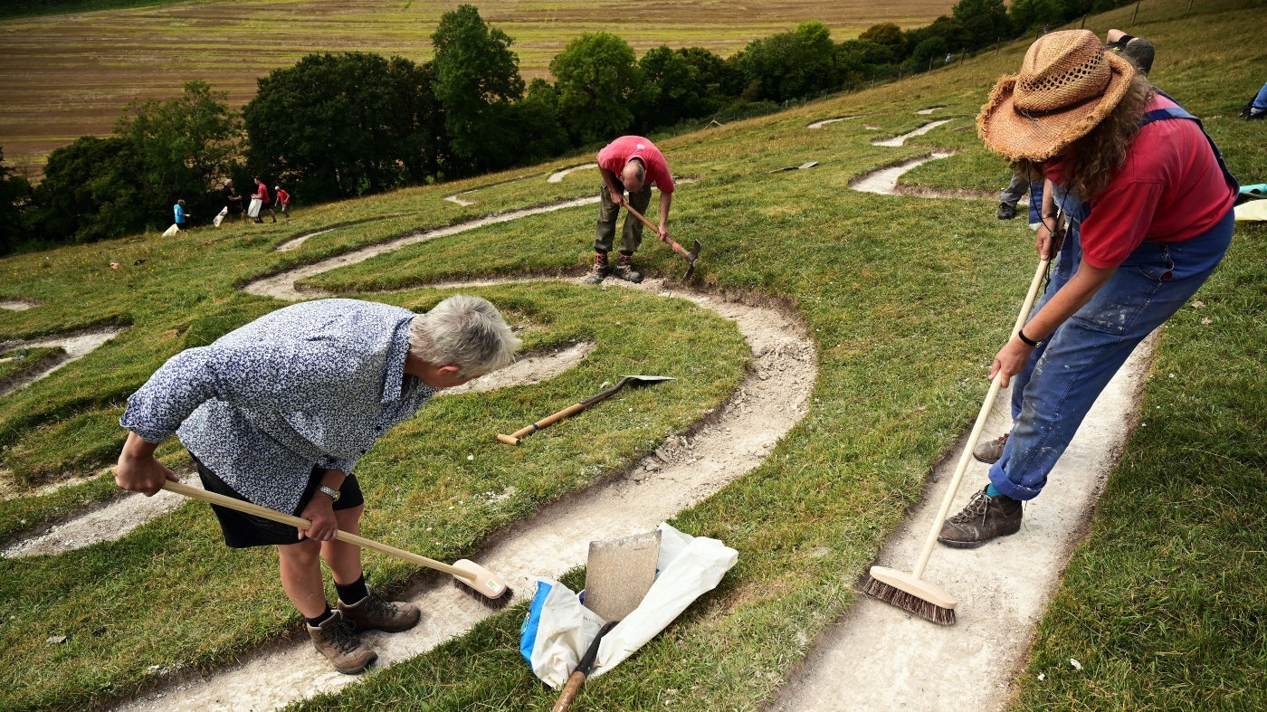 Volunteers sweep the chalk on the Cerne Abbas Giant