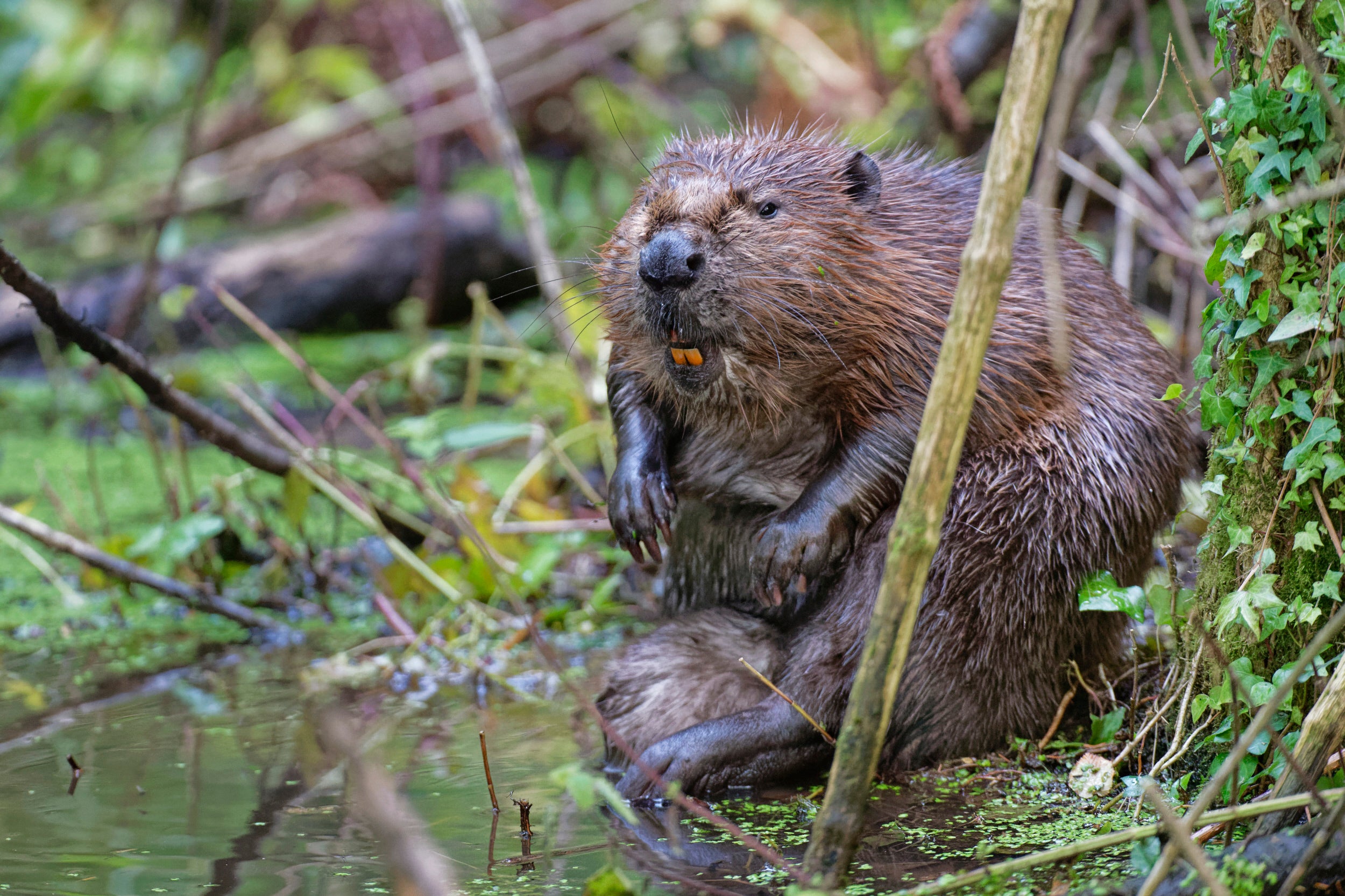 Eurasian Beaver sat underneath tree in the wild