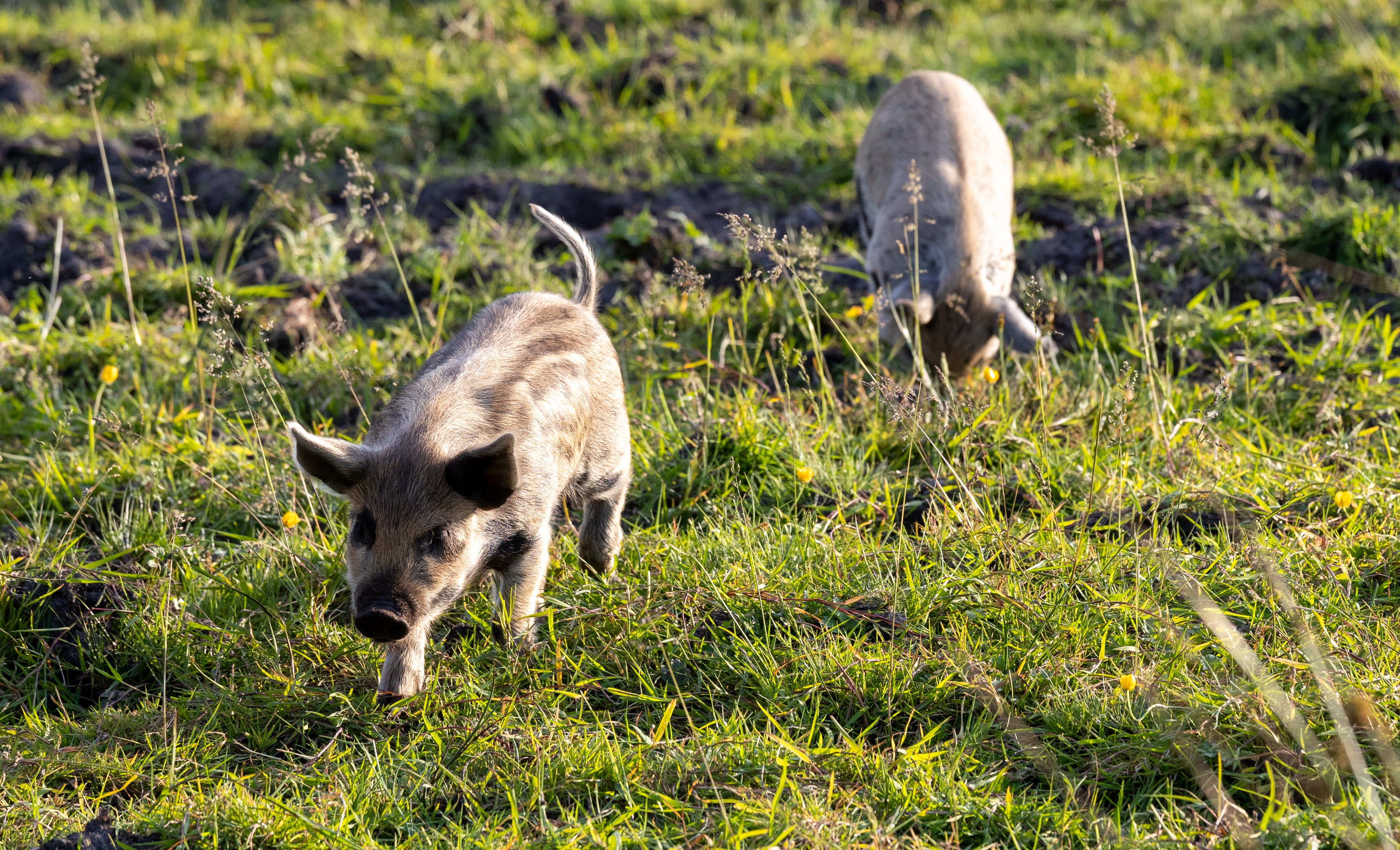 Two piglets, one running towards the camera. the other eating. Beige coloured with brown spots.