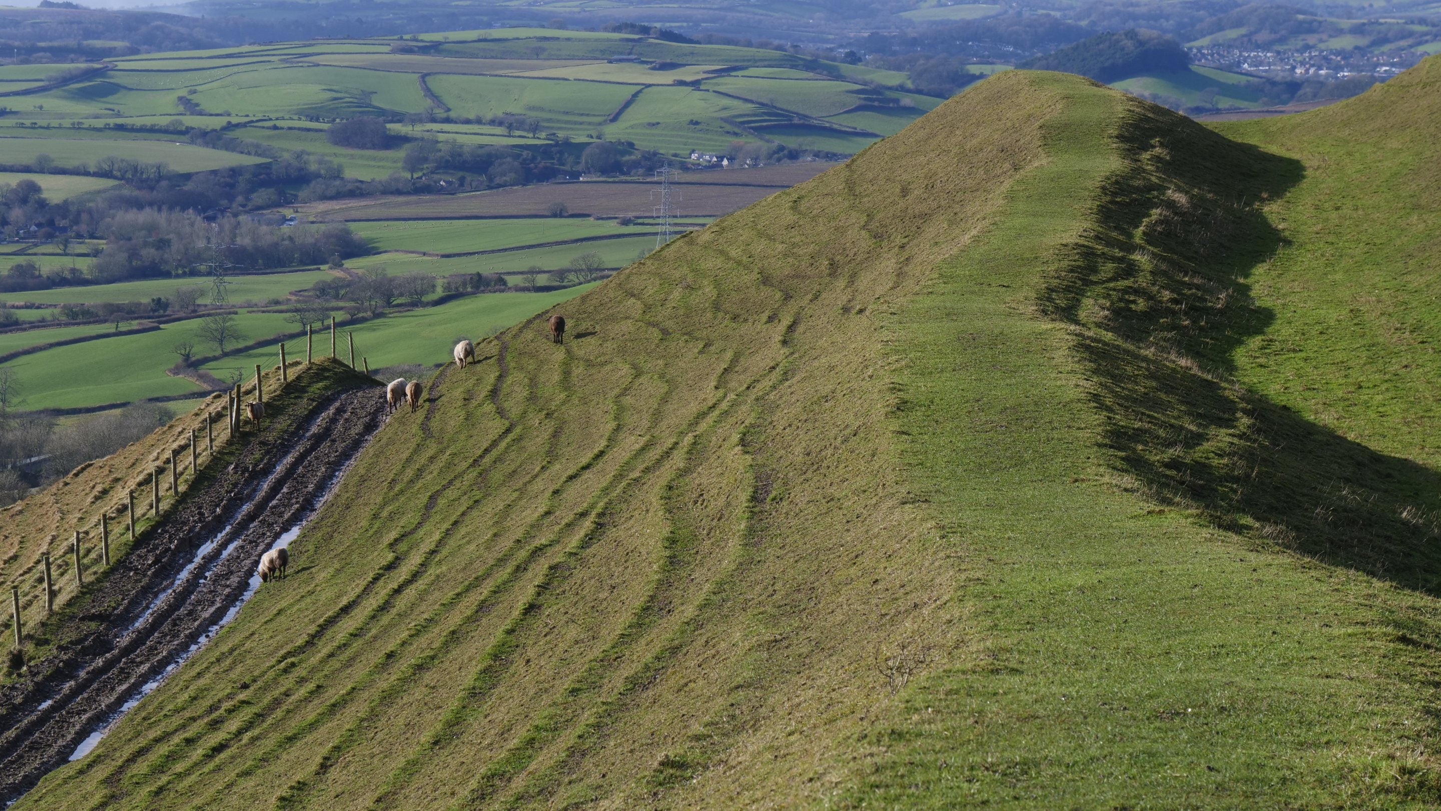 Sheep on the Rampart and ditch below at Eggardon Hill, Dorset