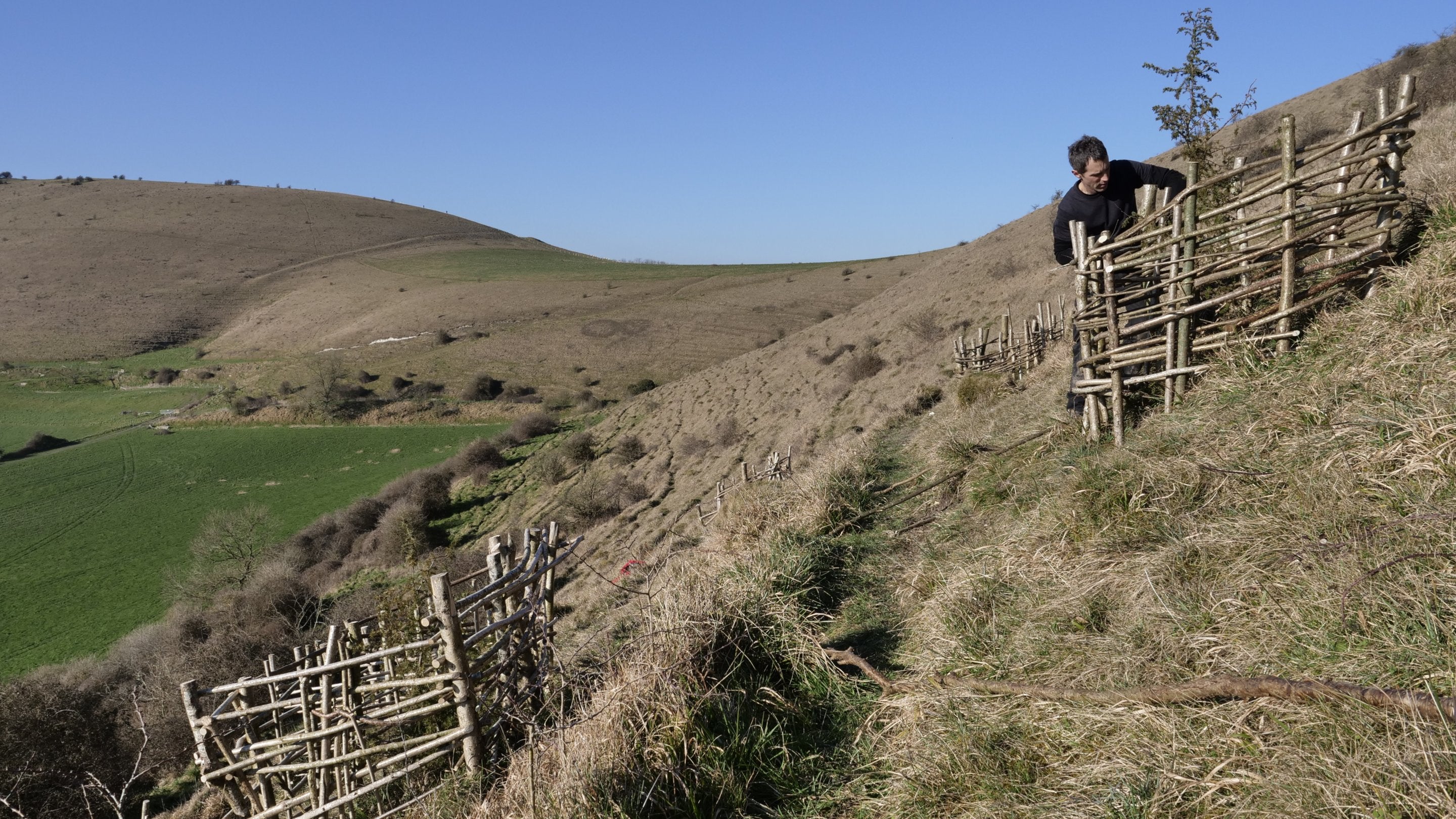 A man positions a woven wooden barrier against a newly planted woven juniper bush to protect it, at Compton Down at Fontmell and Melbury Downs, Dorset