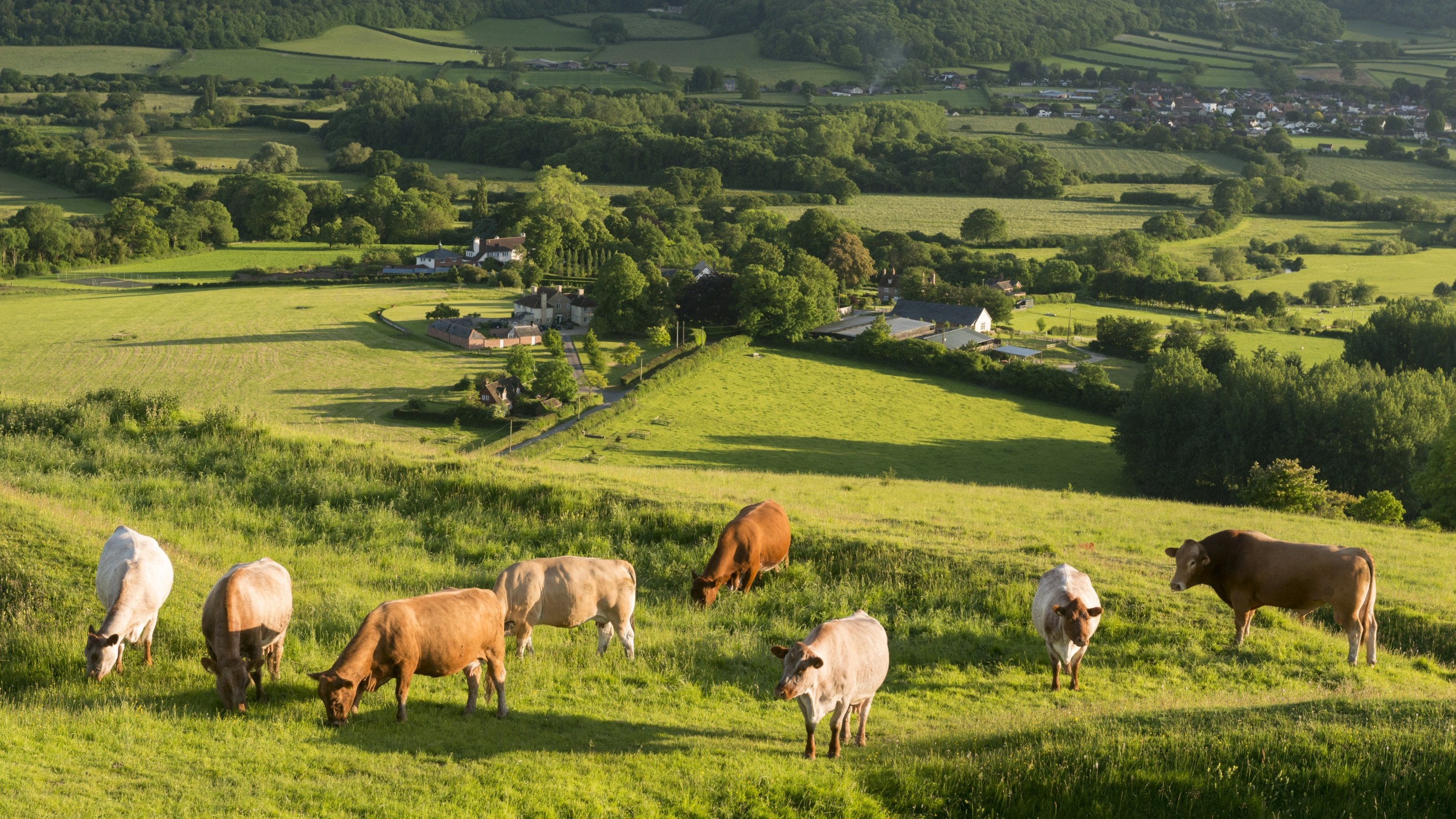 Cattle grazing at the Iron Age hillfort of Hambledon Hill on a sunny day in Dorset.