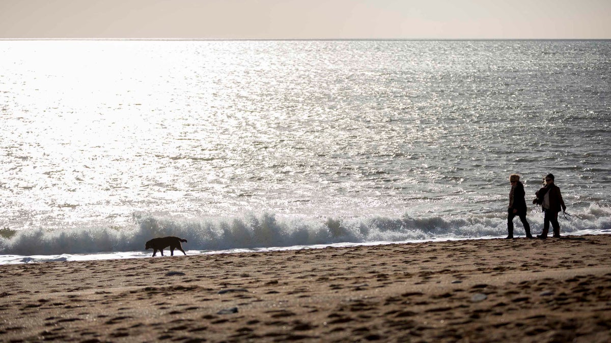 Dog walking at Hive Beach National Trust