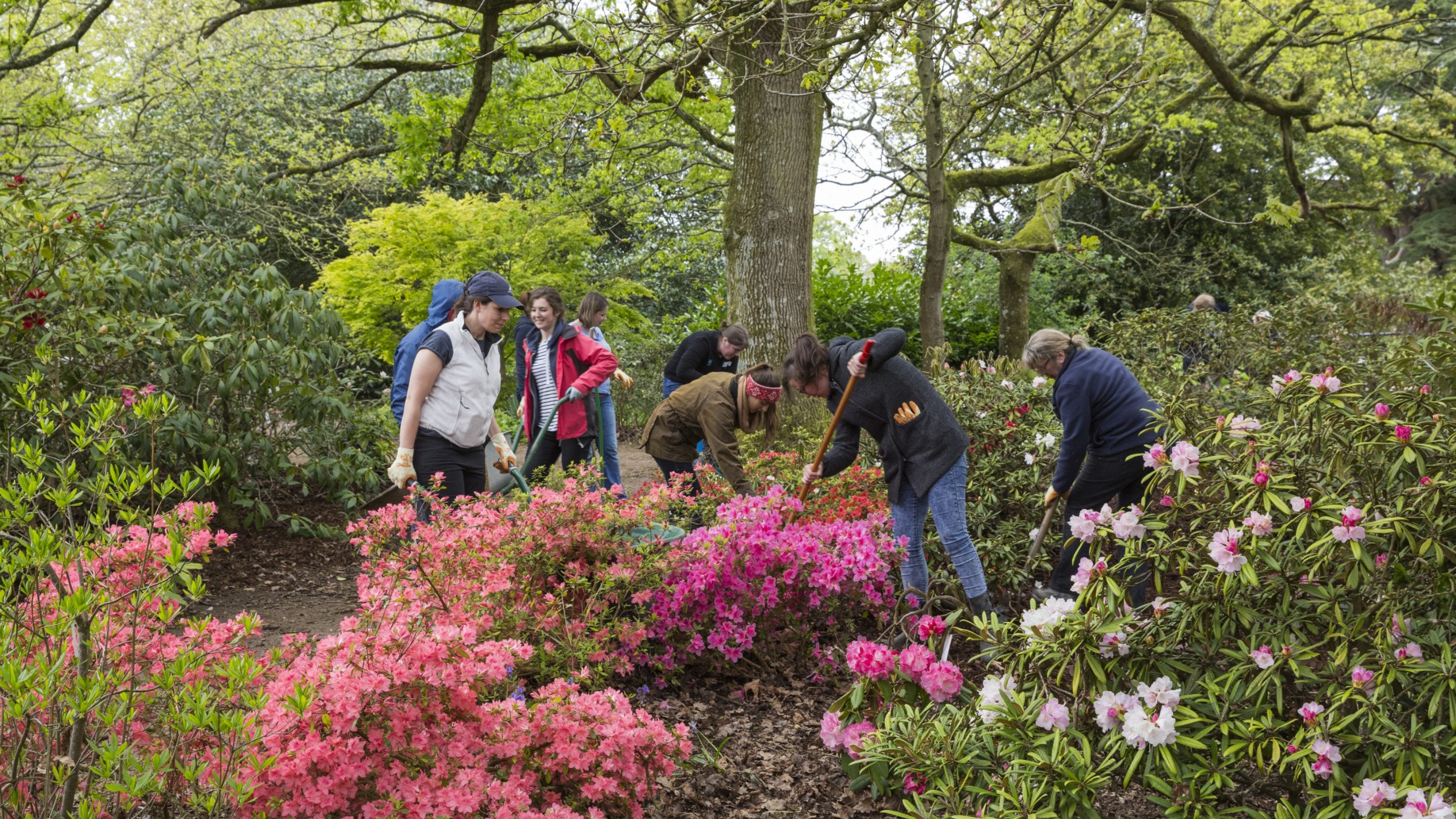 A group of people working in a colourful woodland garden