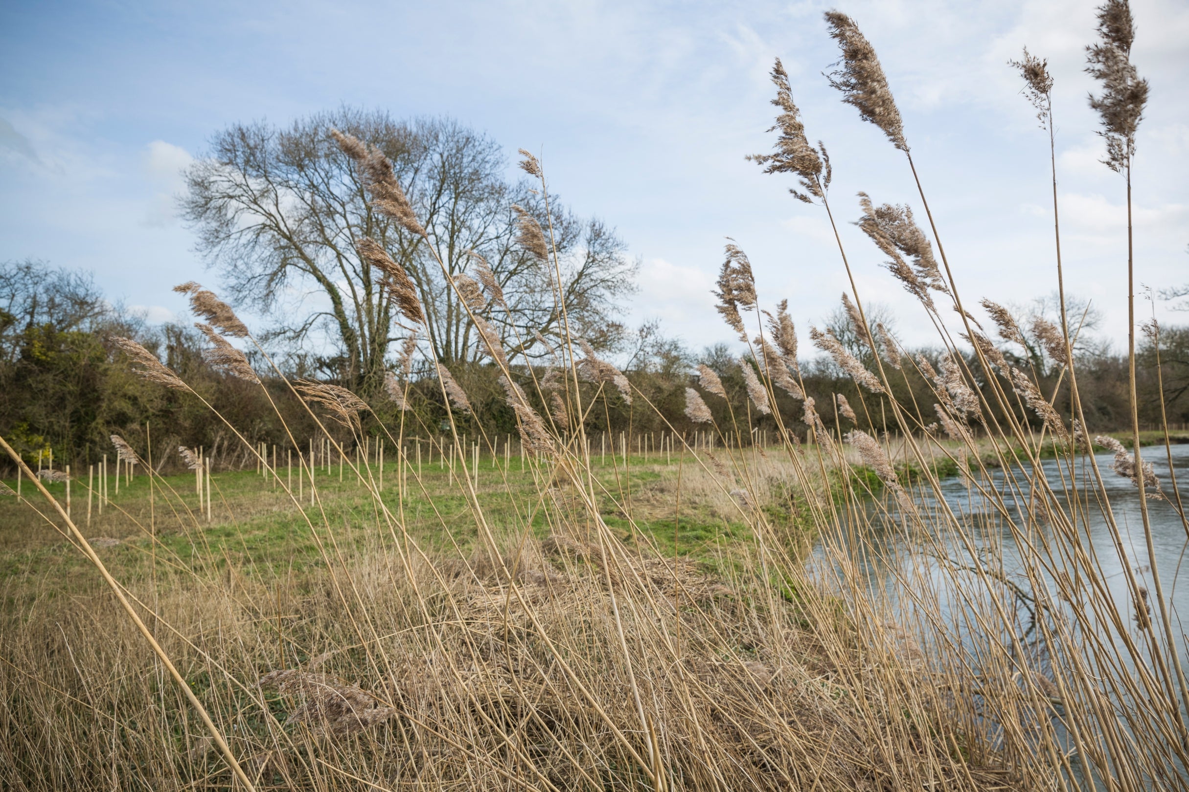 Reeds on a river bank