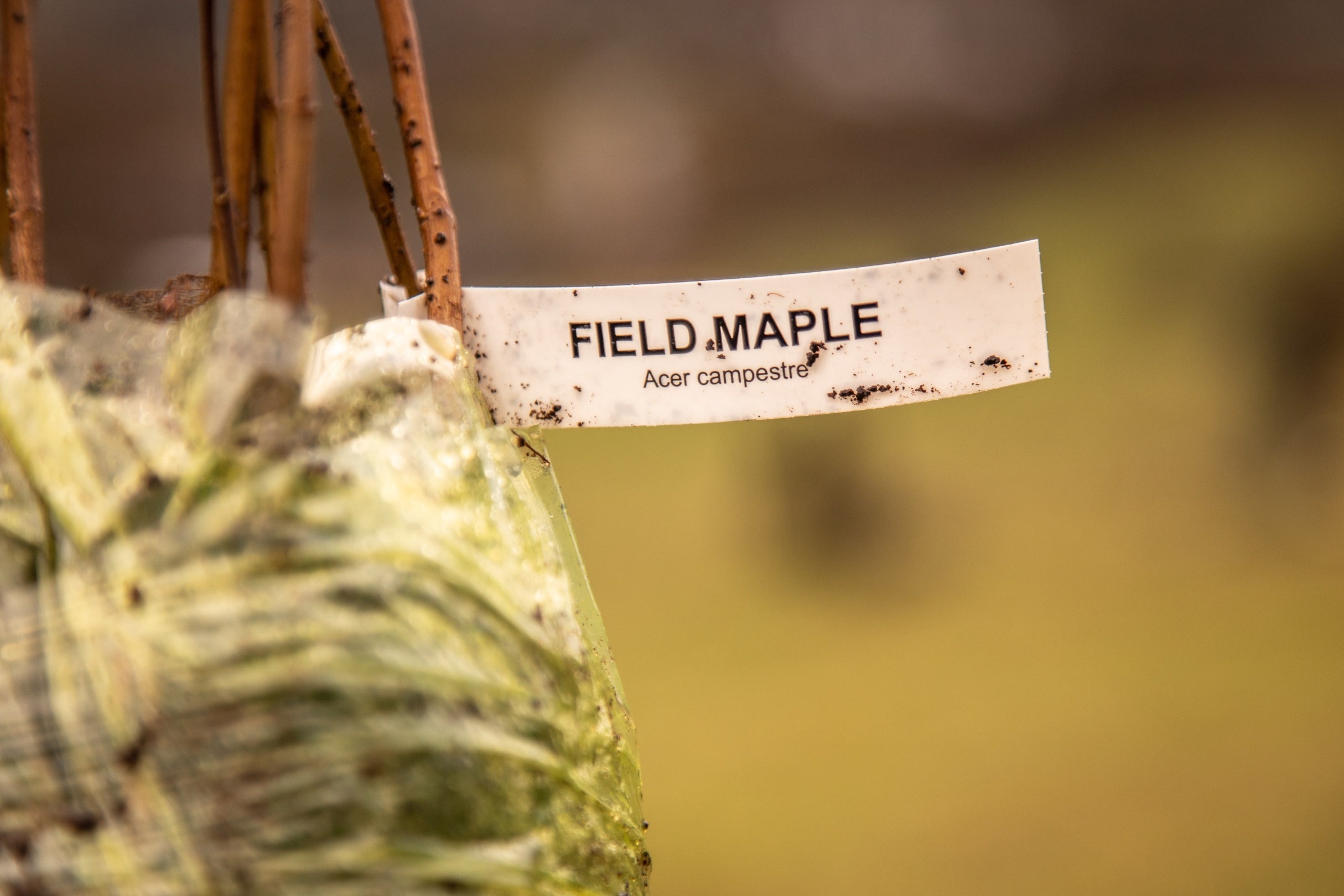 A bunch of field maple stems