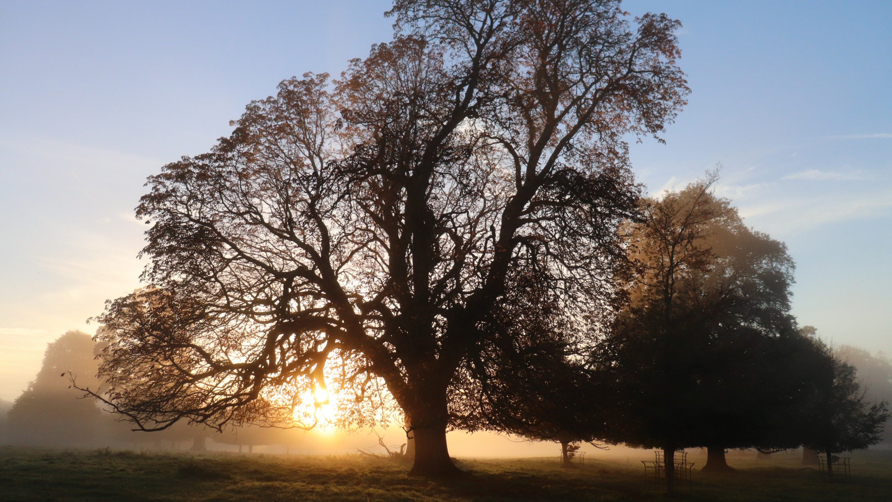 A low morning sun shines across misty parkland grass and through two leafless trees