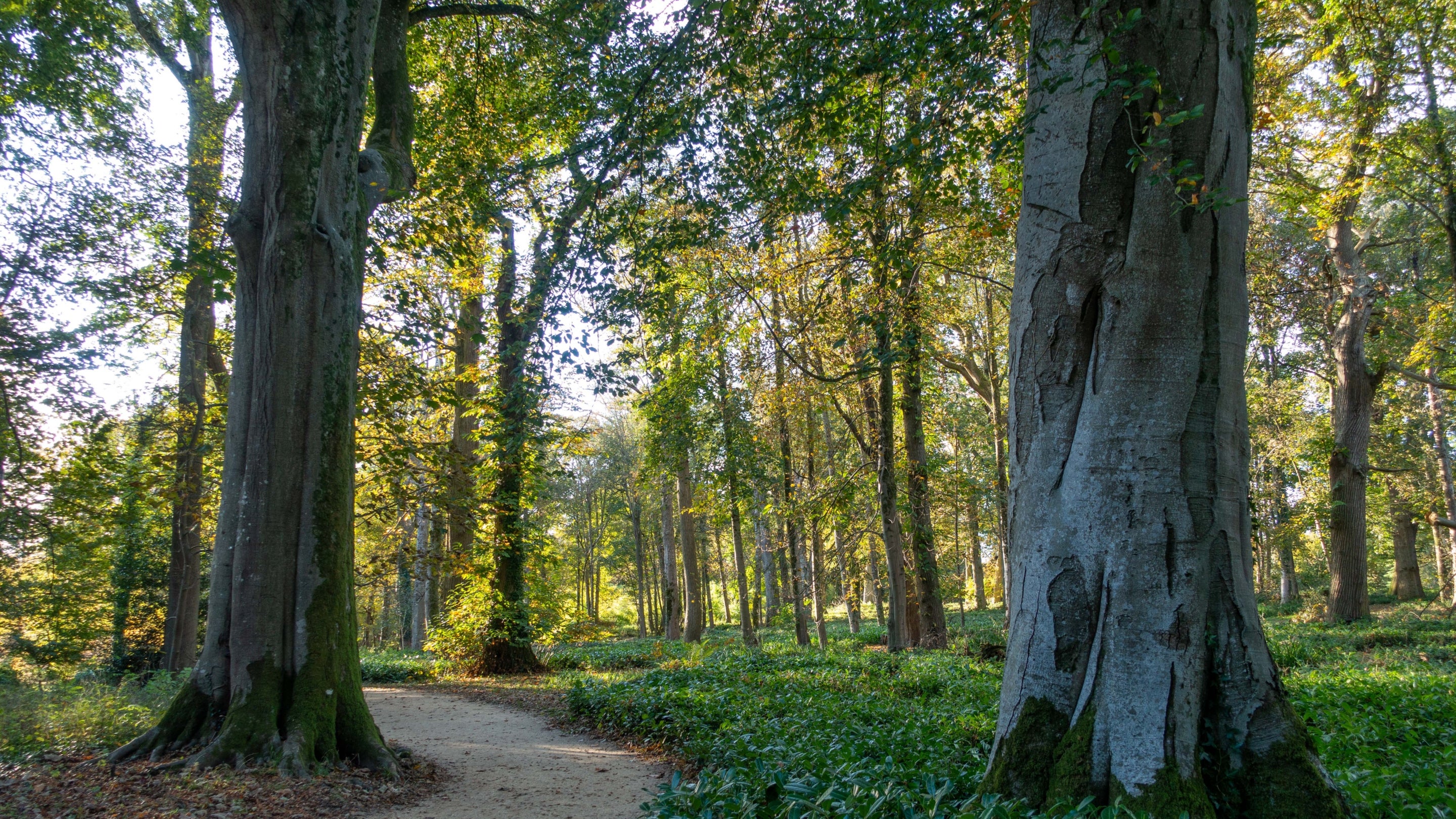 A path winds through woodland. The leaves are turning but still green; sunlight filters through the leaves.
