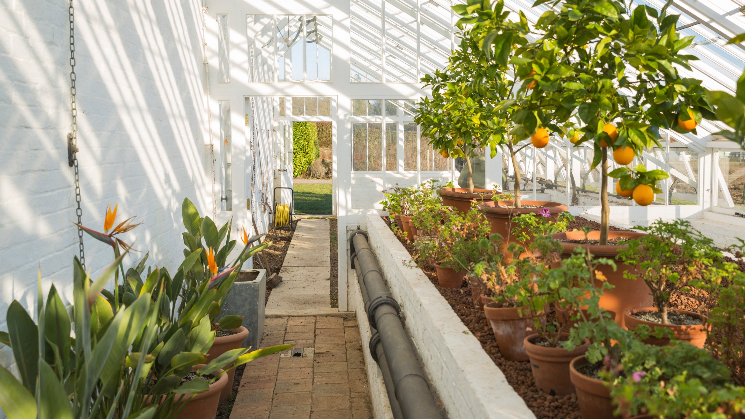 The greenhouse in the walled garden at Kingston Lacy, Dorset, with a sloping glass roof beneath which there are geraniums, orange trees and orange bird-of-paradise flowers