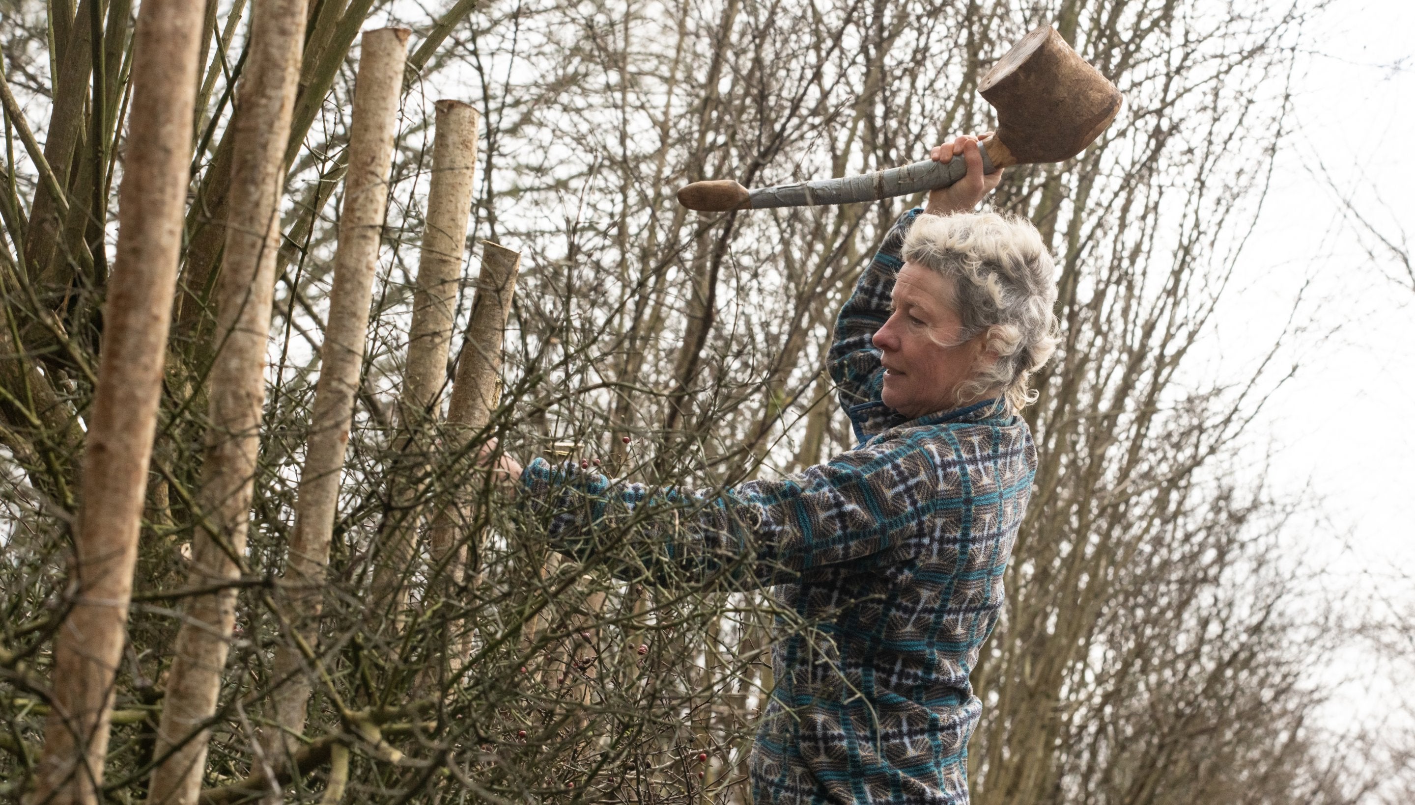 A woman swings a mallet above her head to drive in stakes in a hedge