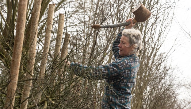 A woman swings a mallet above her head to drive in stakes in a hedge