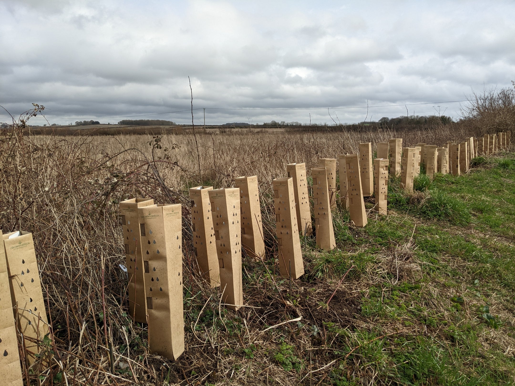 A row of newly planted hedgerow whips in protective cardboard tubes