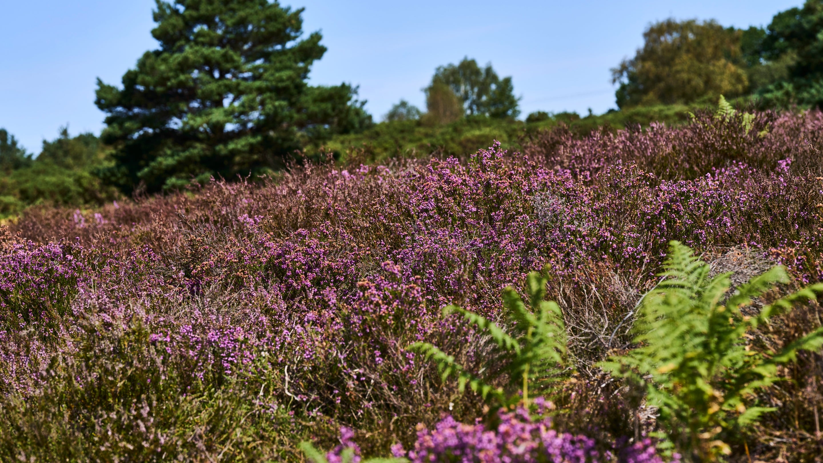 Dense purple heather, with a fern and trees behind