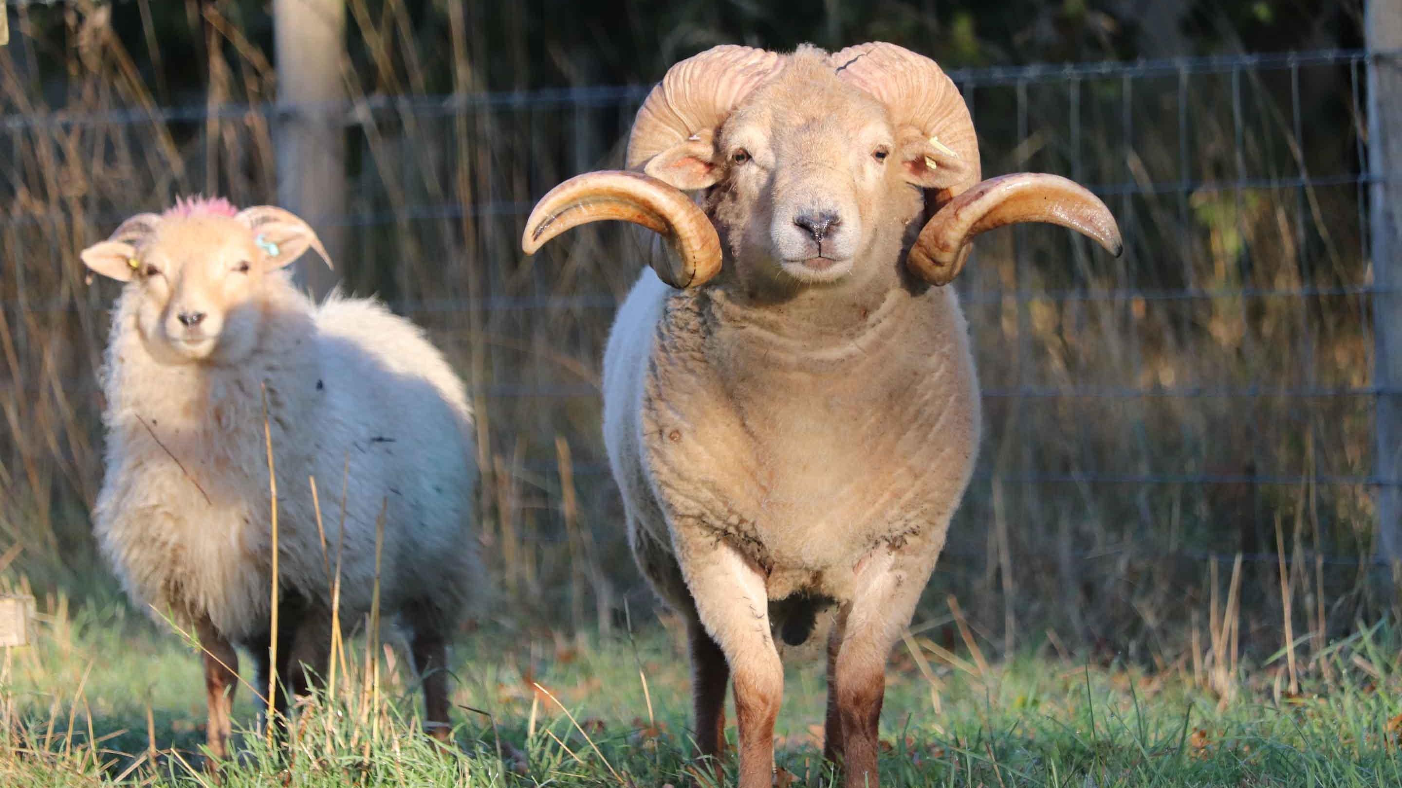 A close-up of a Portland tup with spiralling horns with a ewe in the background at Kingston Lacey