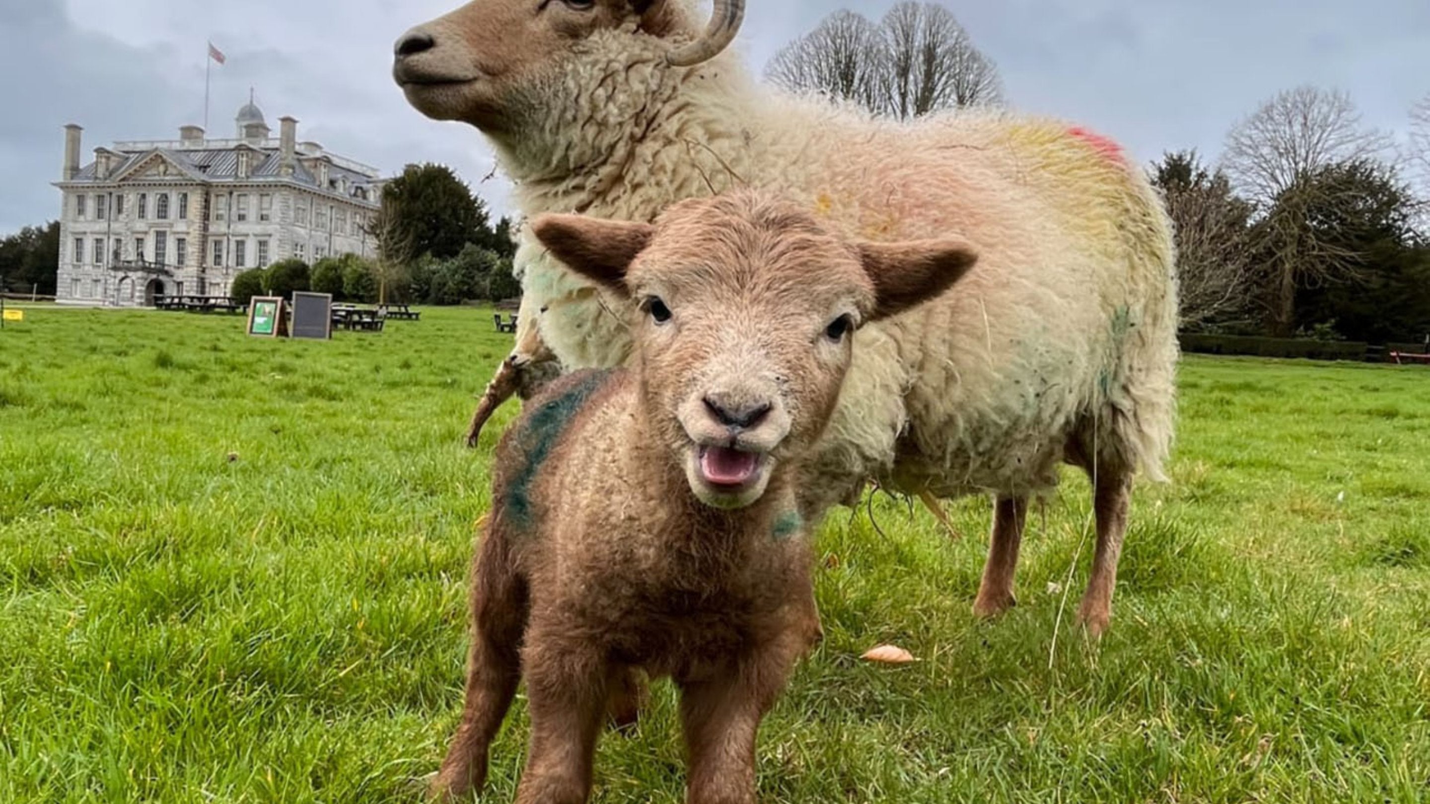 A lamb and sheep in front of a large stone mansion