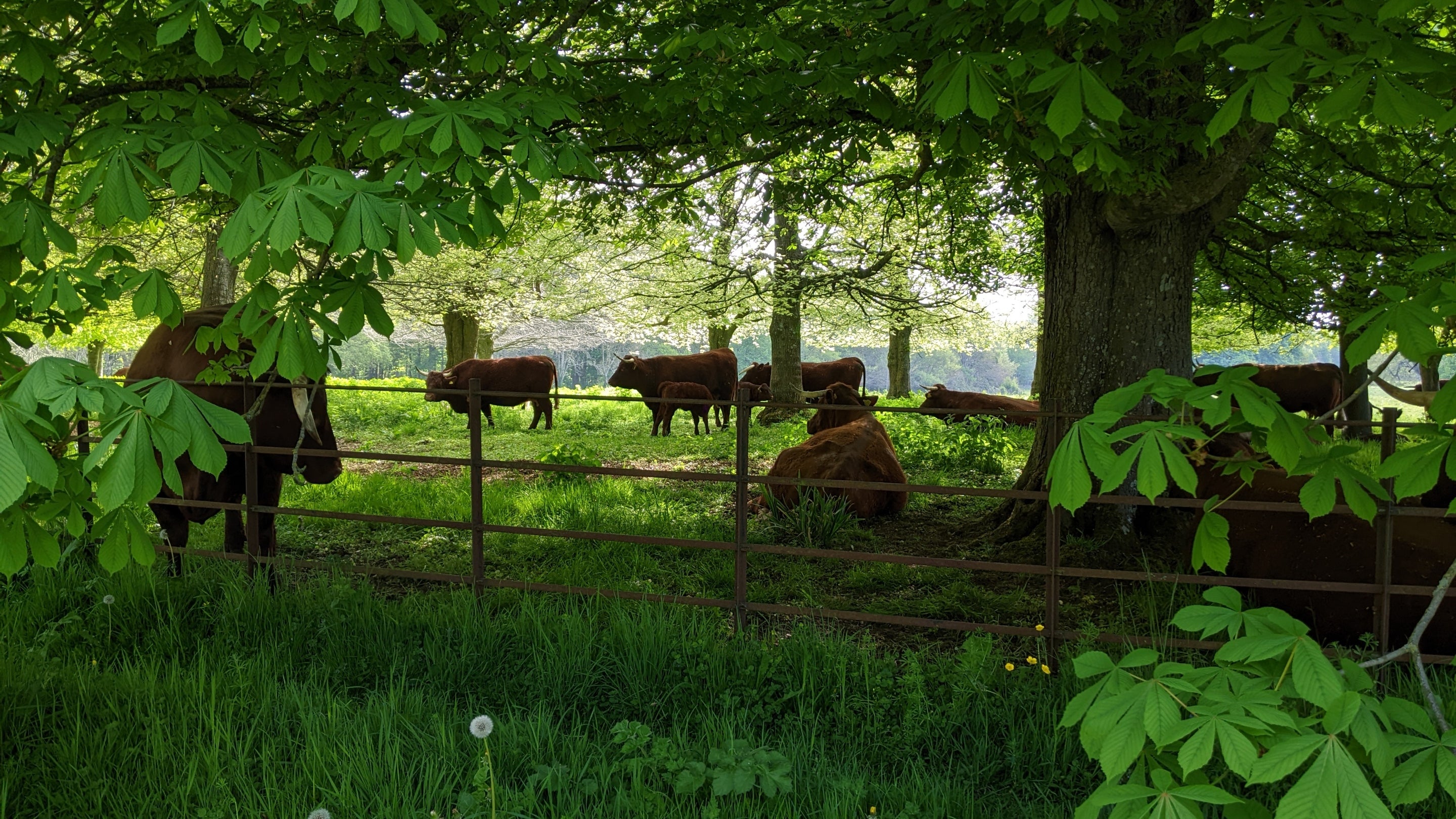 A group of red-brown cows with calves standing under green leafy trees