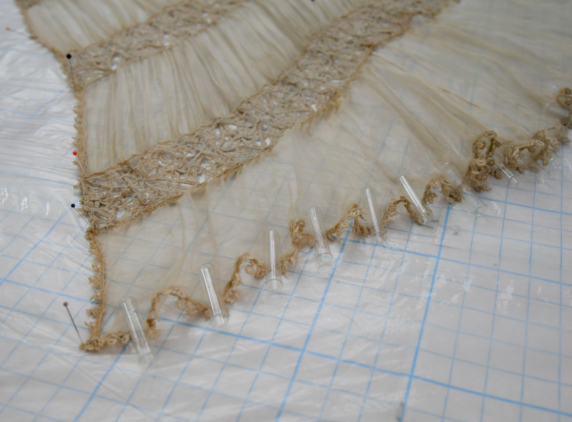 A frill stretched out, pinned and weighted down