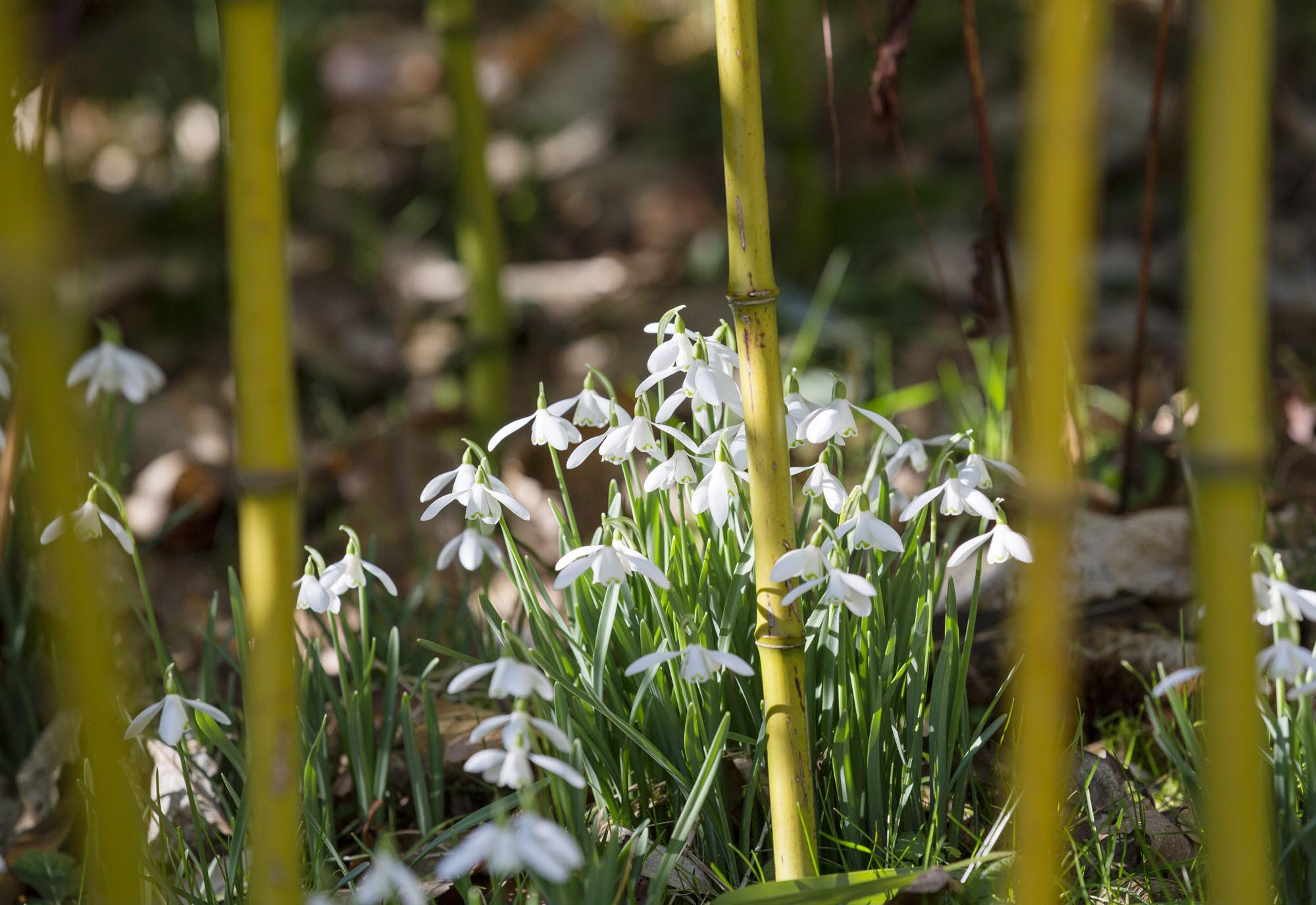 Clumps of white flowers under yellow stems
