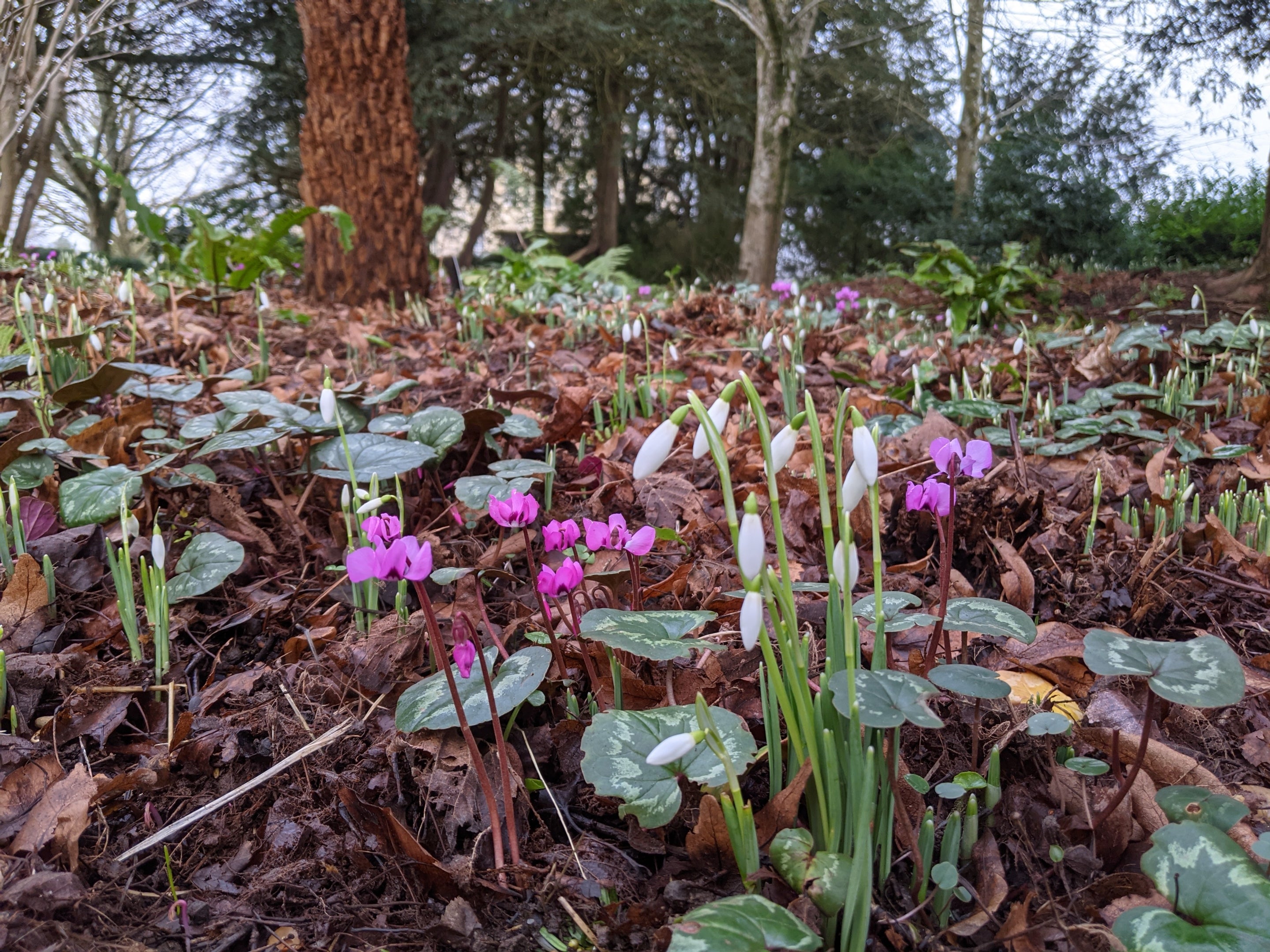 White and pink flowers blossoming