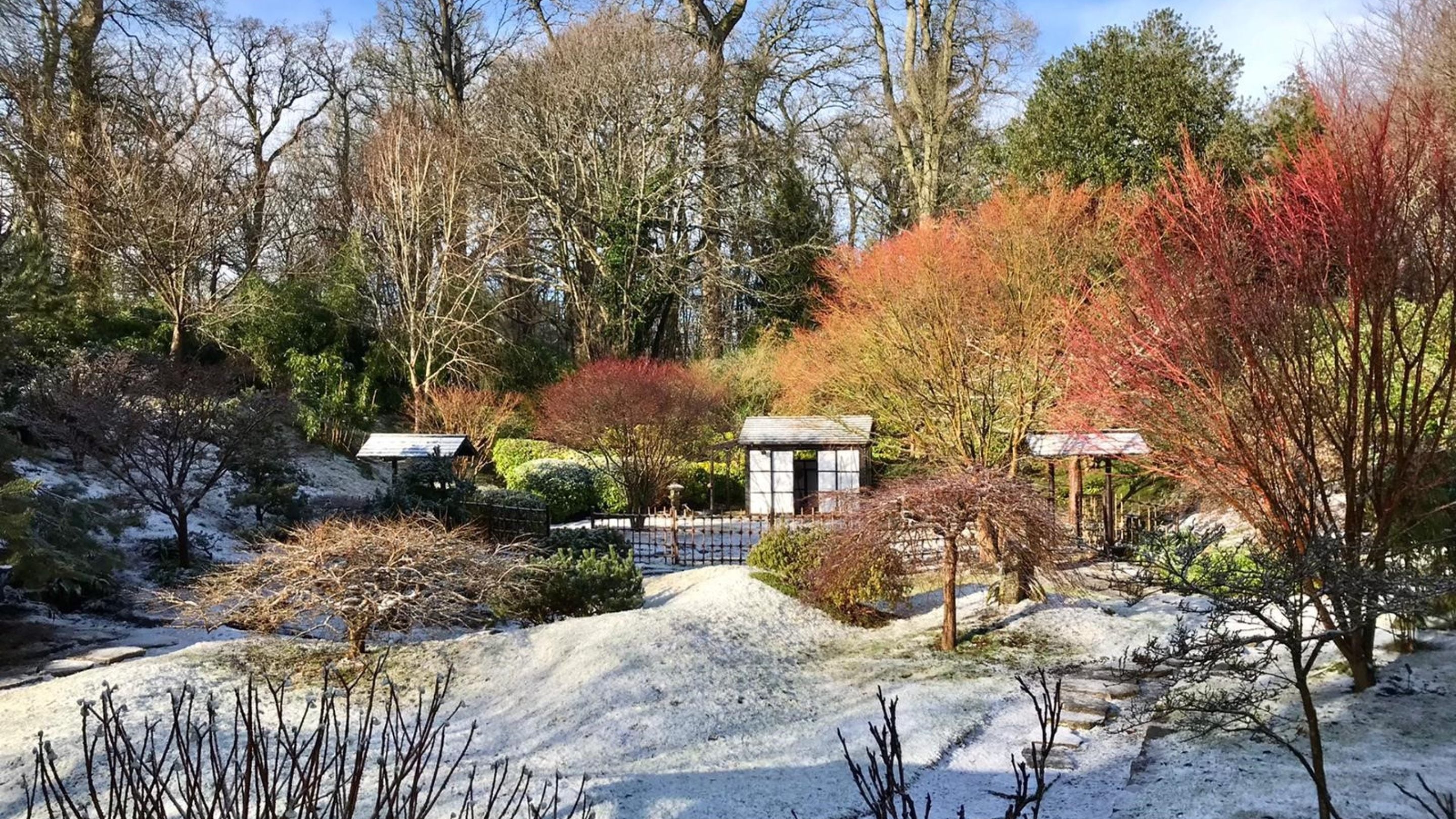 A garden with red-stemmed trees, a little black and white hut and a path winding through the garden