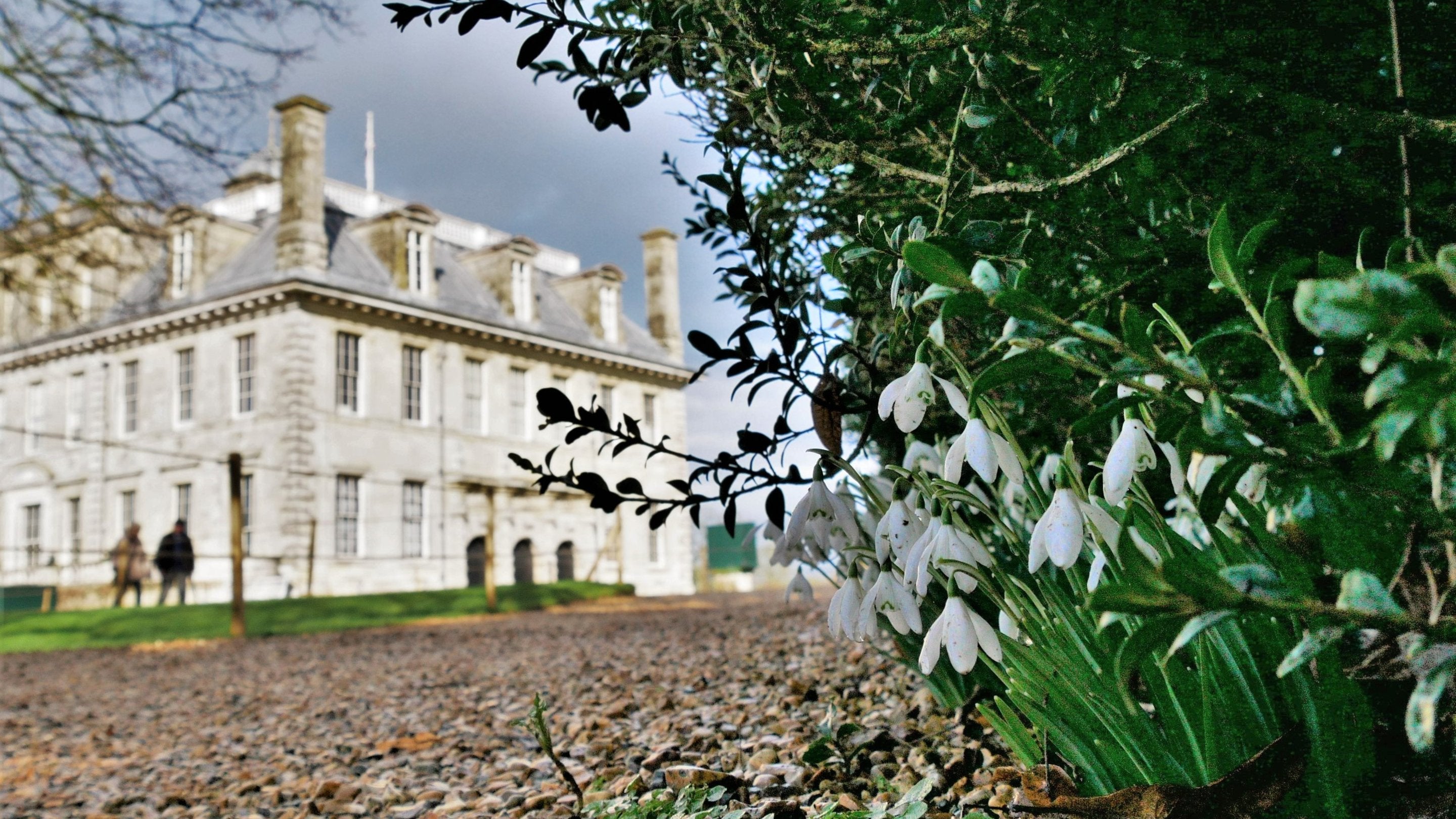 A clump of snowdrops in the foreground with a stone mansion behind