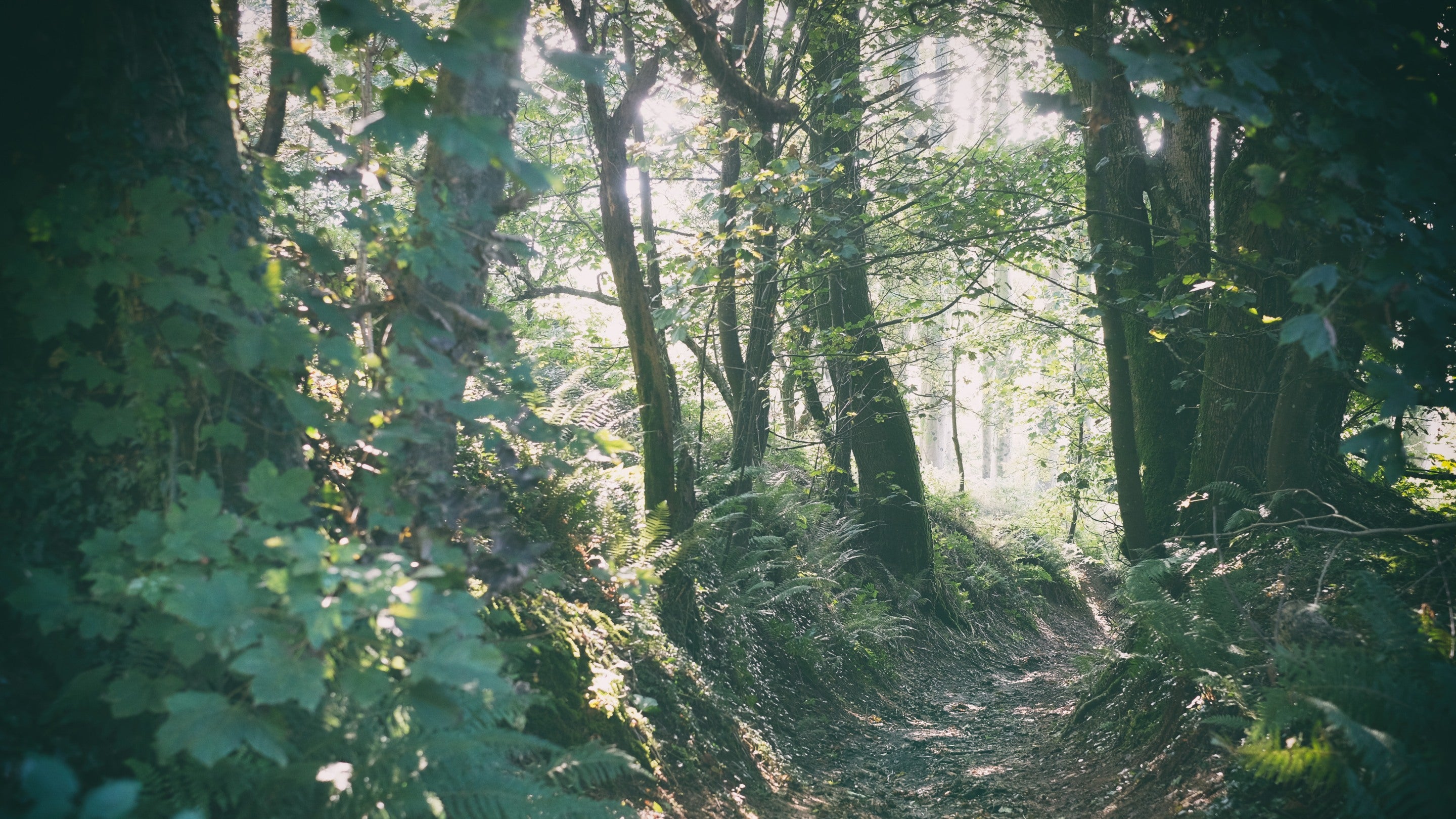 Footpath through woodland at Lewesdon Hill, Dorset