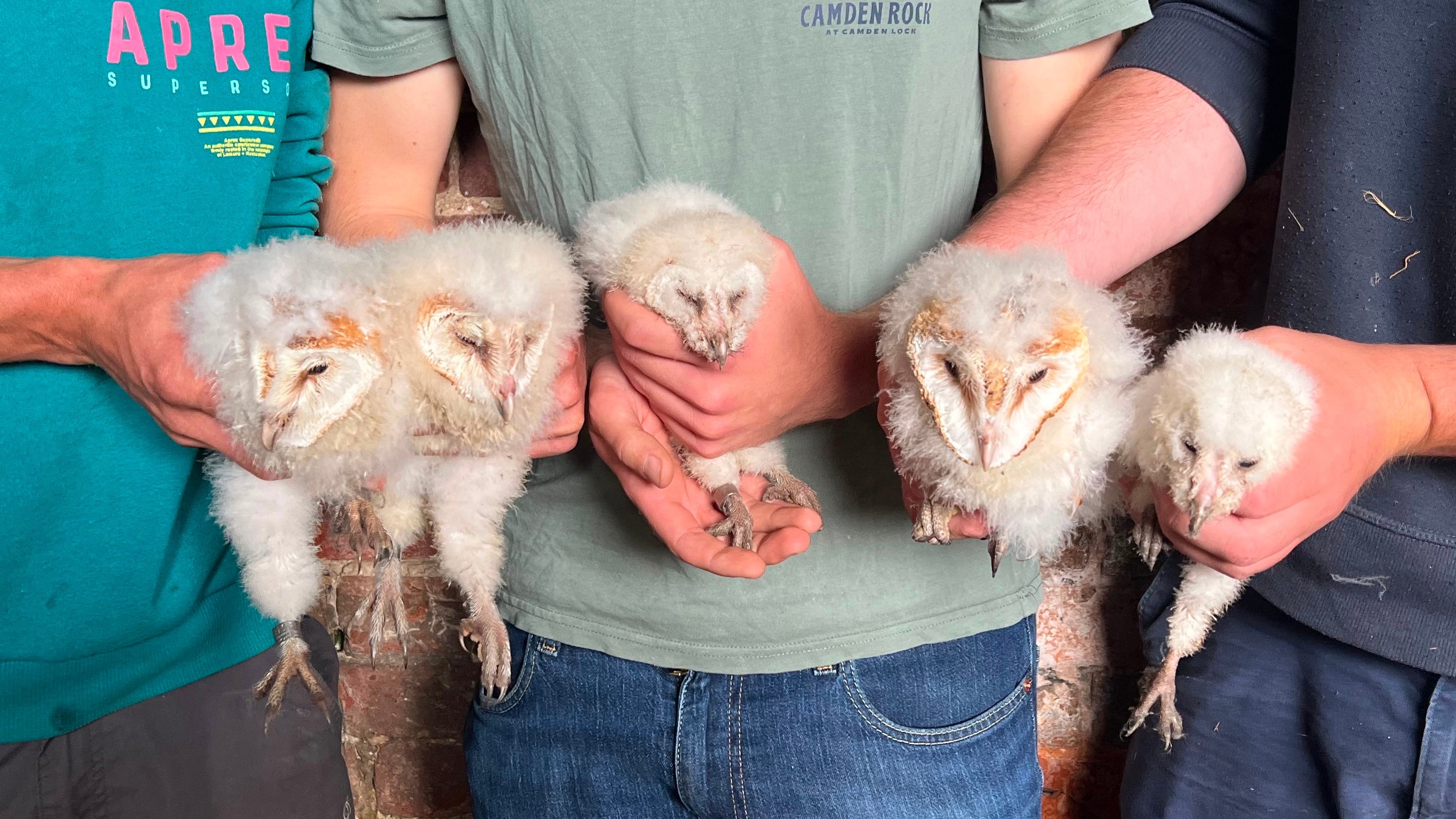 Five barn owl chicks being held in a row by qualified bird ringers.