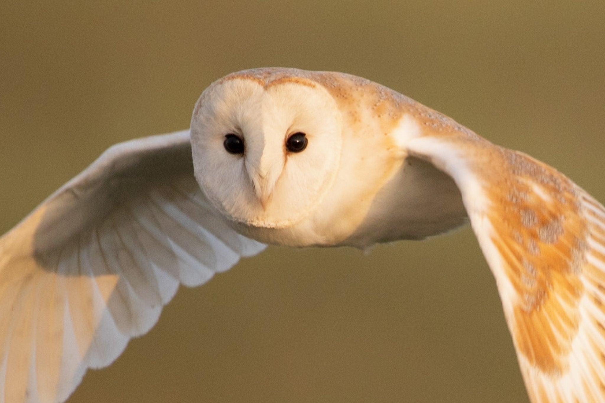 Barn owl in flight showing close up of its heart-shaped face.