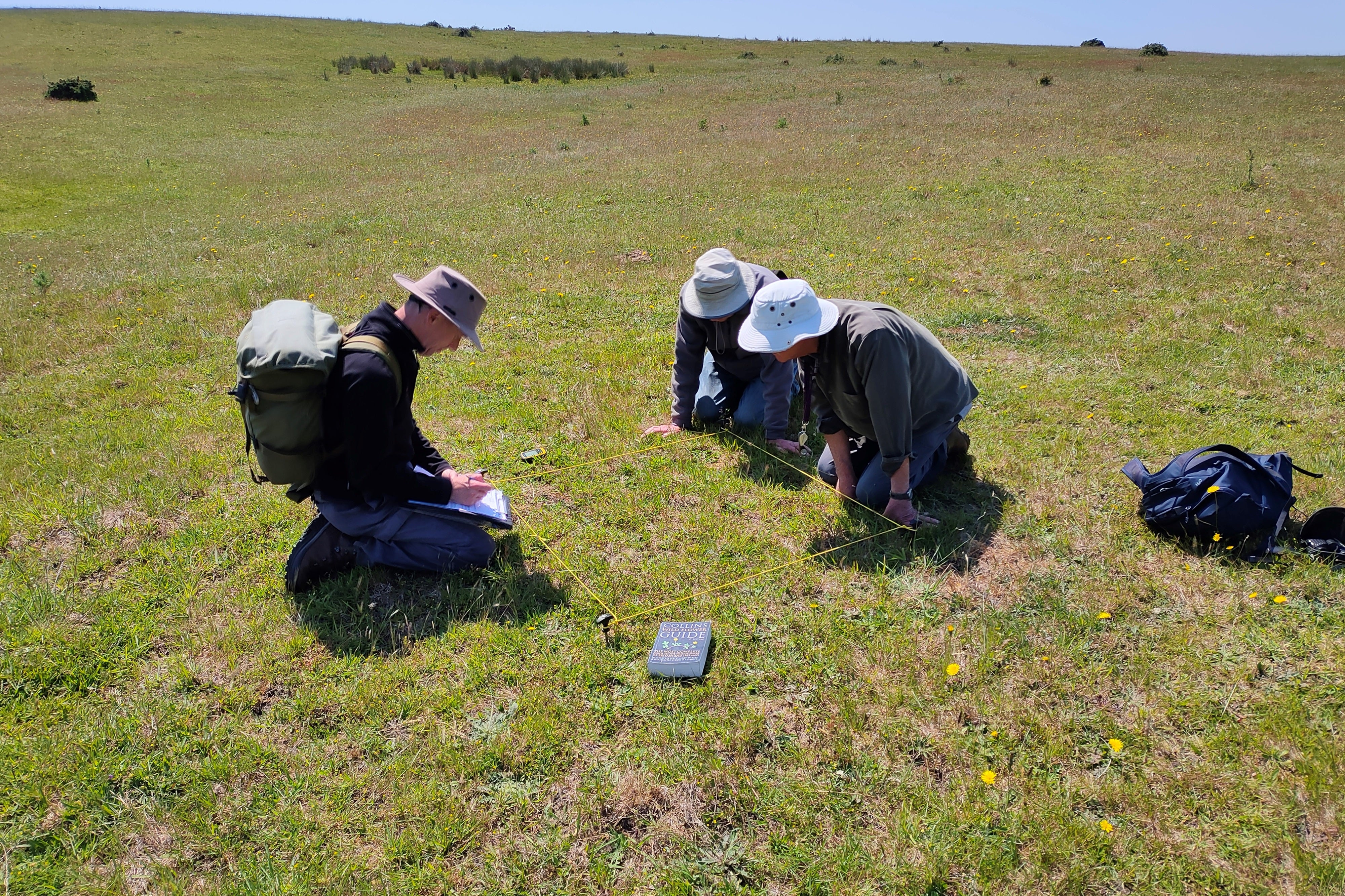 Three volunteers bending over to monitor a transect of grassland for wild flowers. The area is marked out with tape.