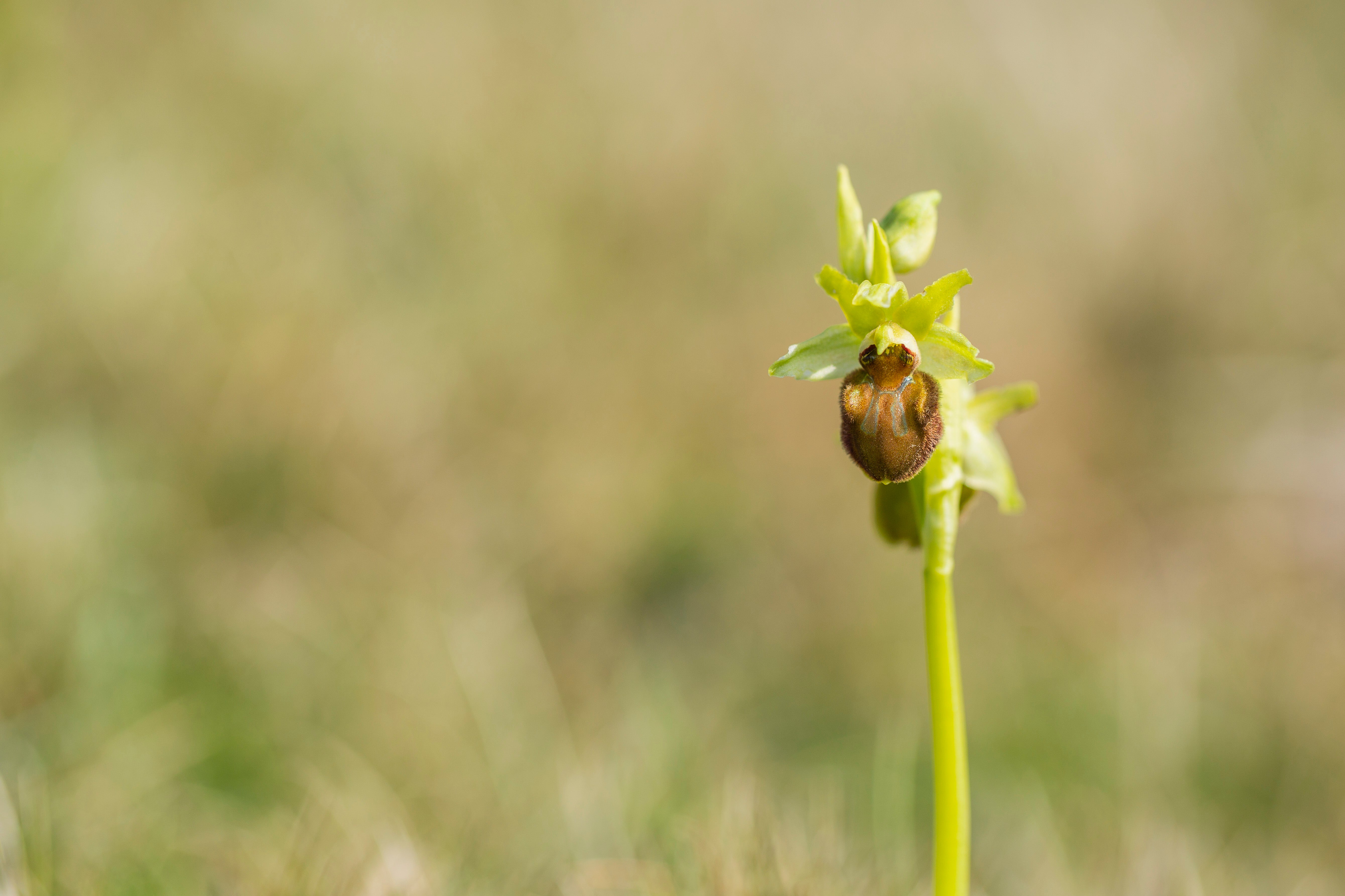 Early spider orchid, showing brown furry body that resembles a spider.