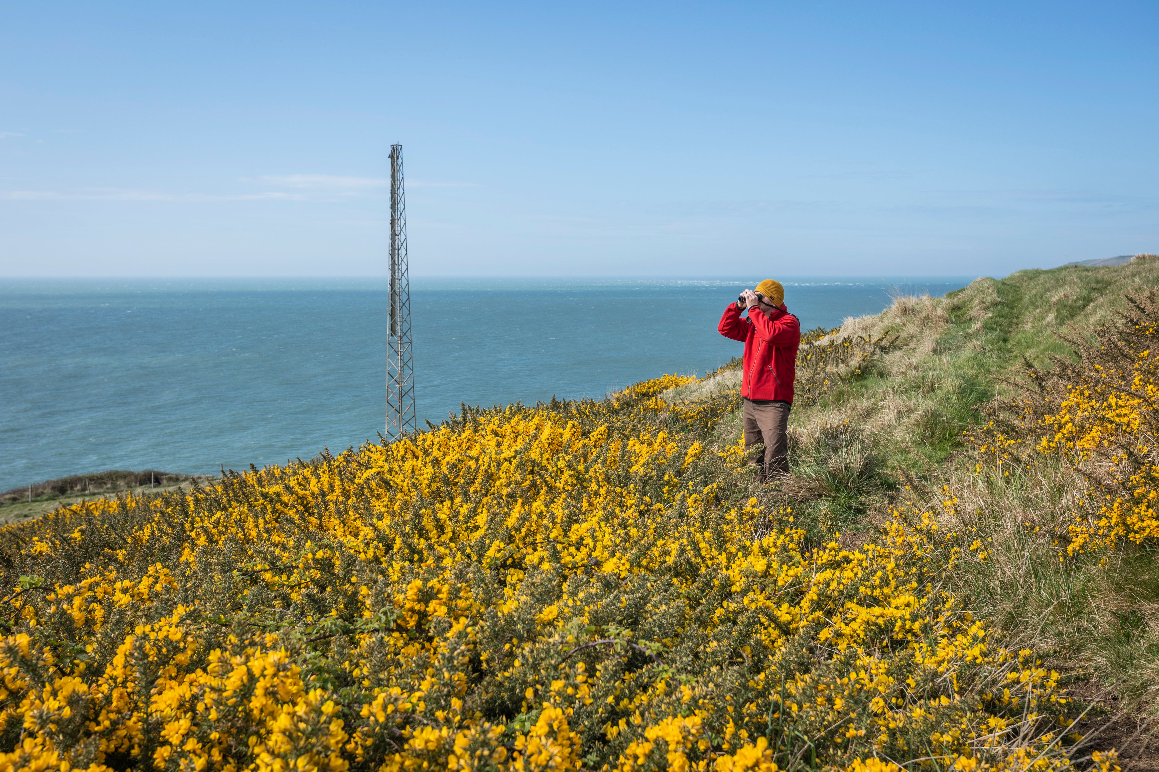 Coastal view with NT ranger in red surrounded by yellow gorse. Behind is one of the historic mile markers (a tall metal post).