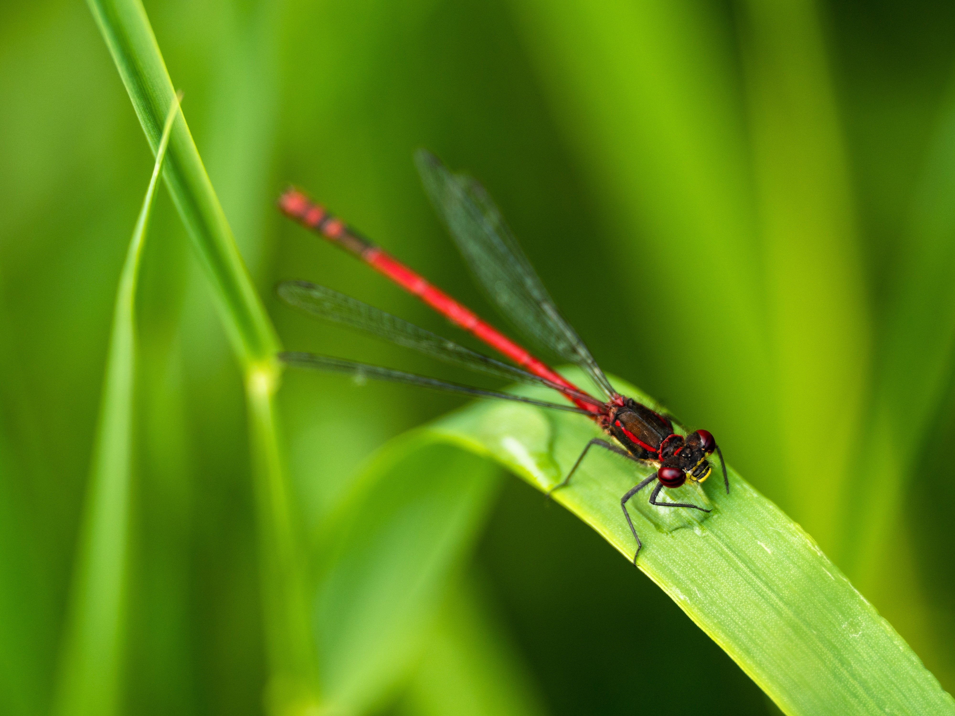 Damselfly with bright red body on green vegetation.