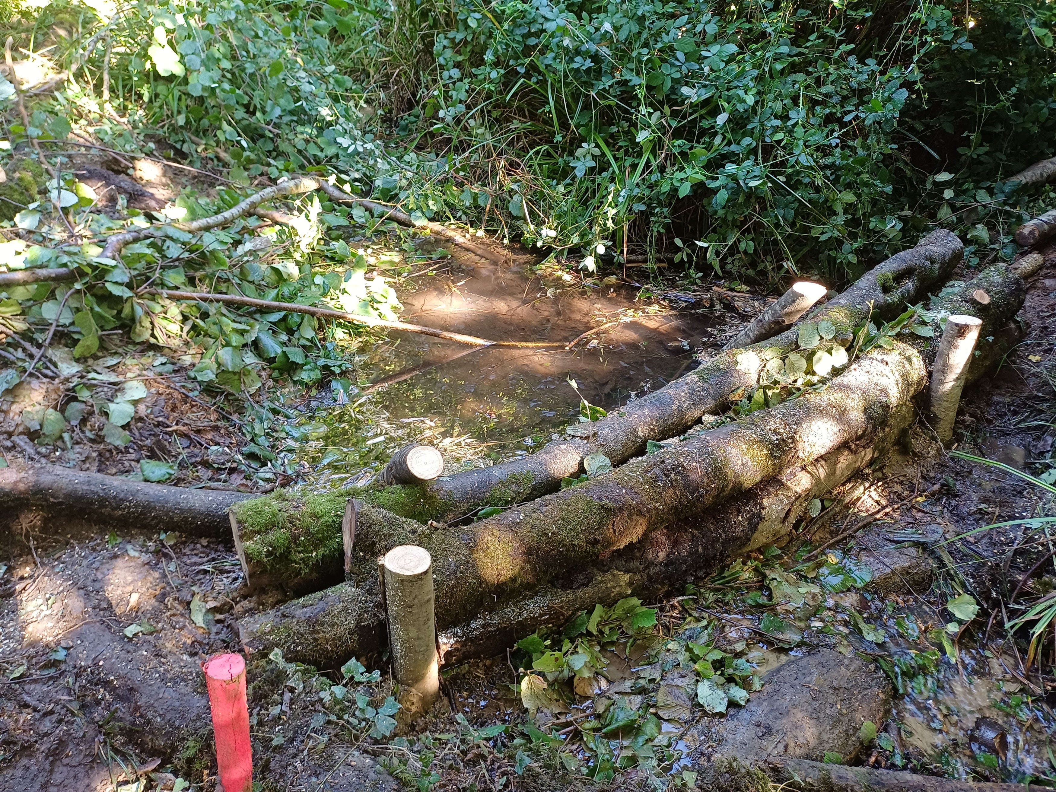Dam in a ditch, made of logs and pinned down with more logs.