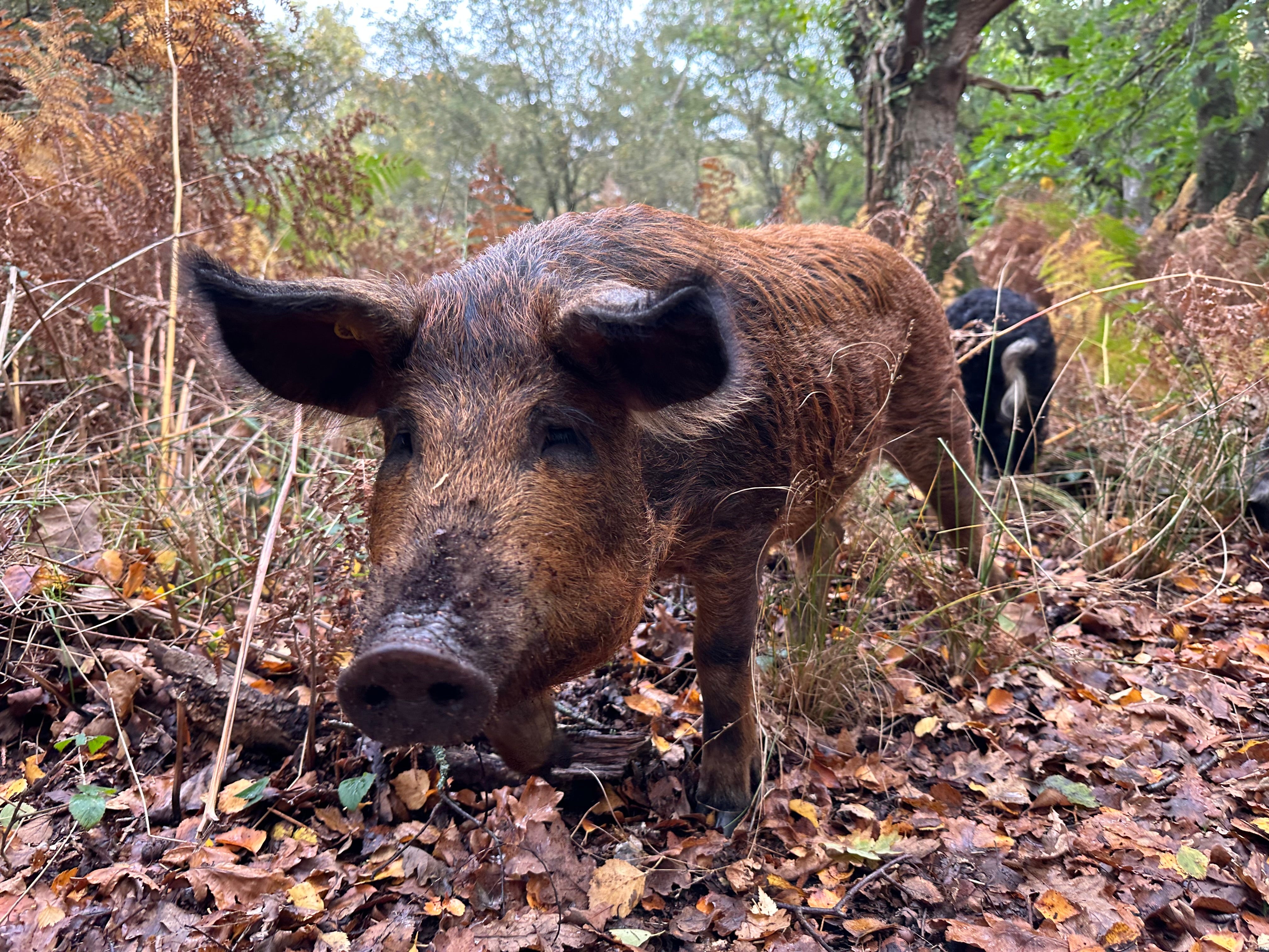 Pig in woodland, chestnut brown with long snout. Staring straight into the camera.
