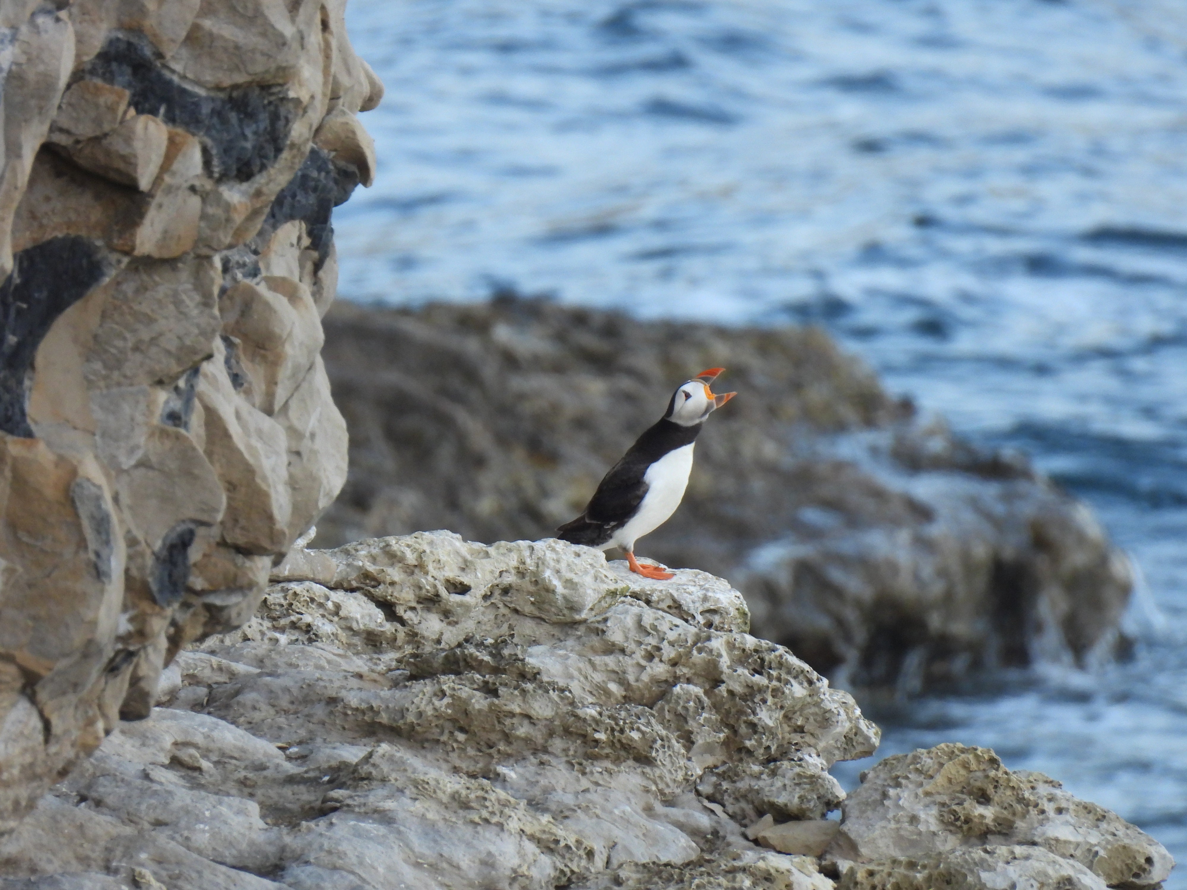 Puffin on rocky ledge, its beak wide open.