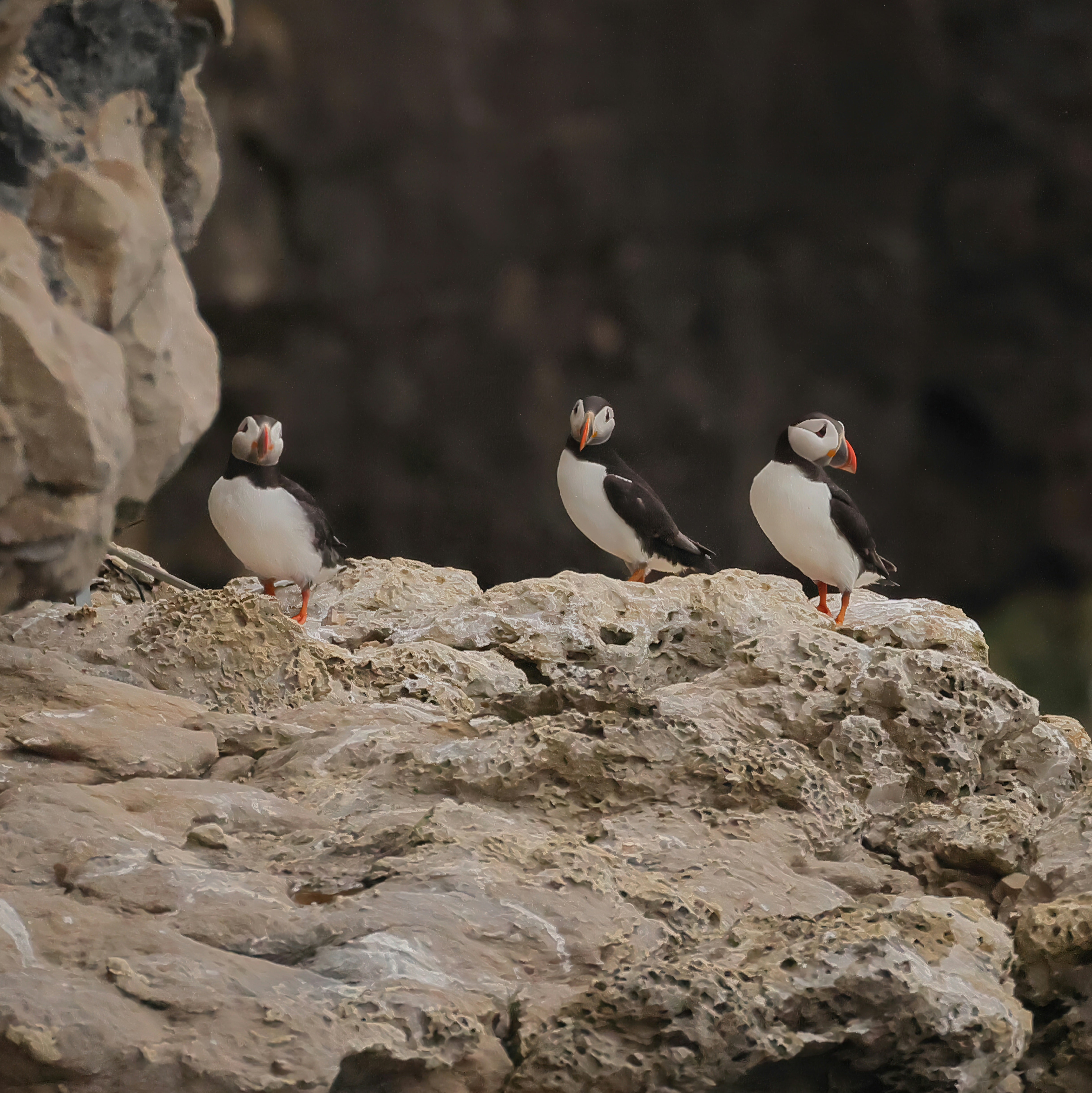 Three puffins on a ledge, sheer cliffs and the sea below.