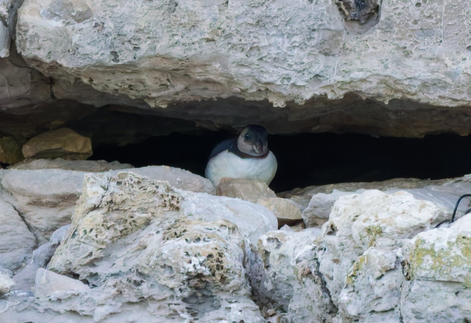 Fledgling puffin peeking out of a rock crevice.